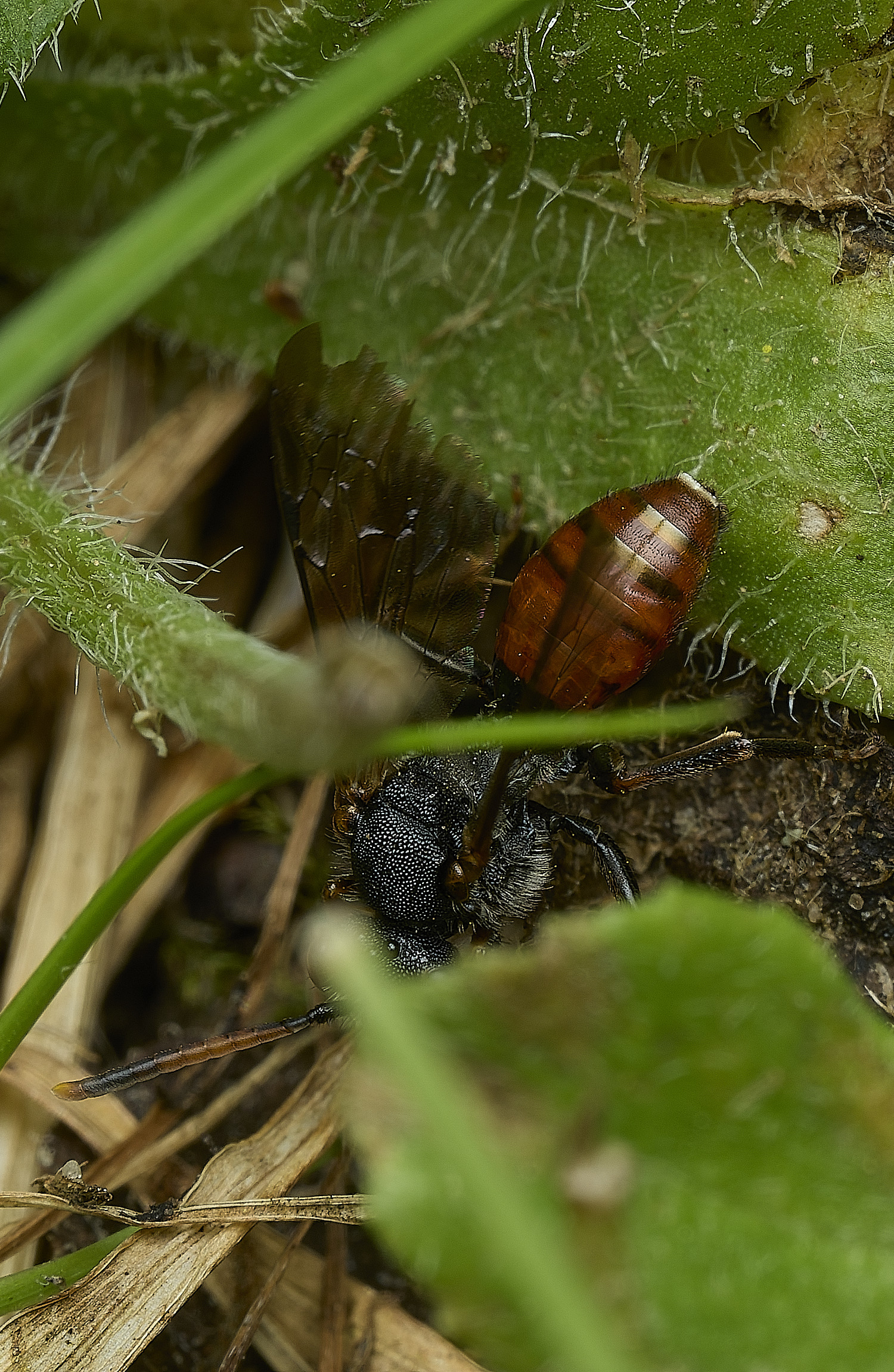 HanworthNomada240526-7
