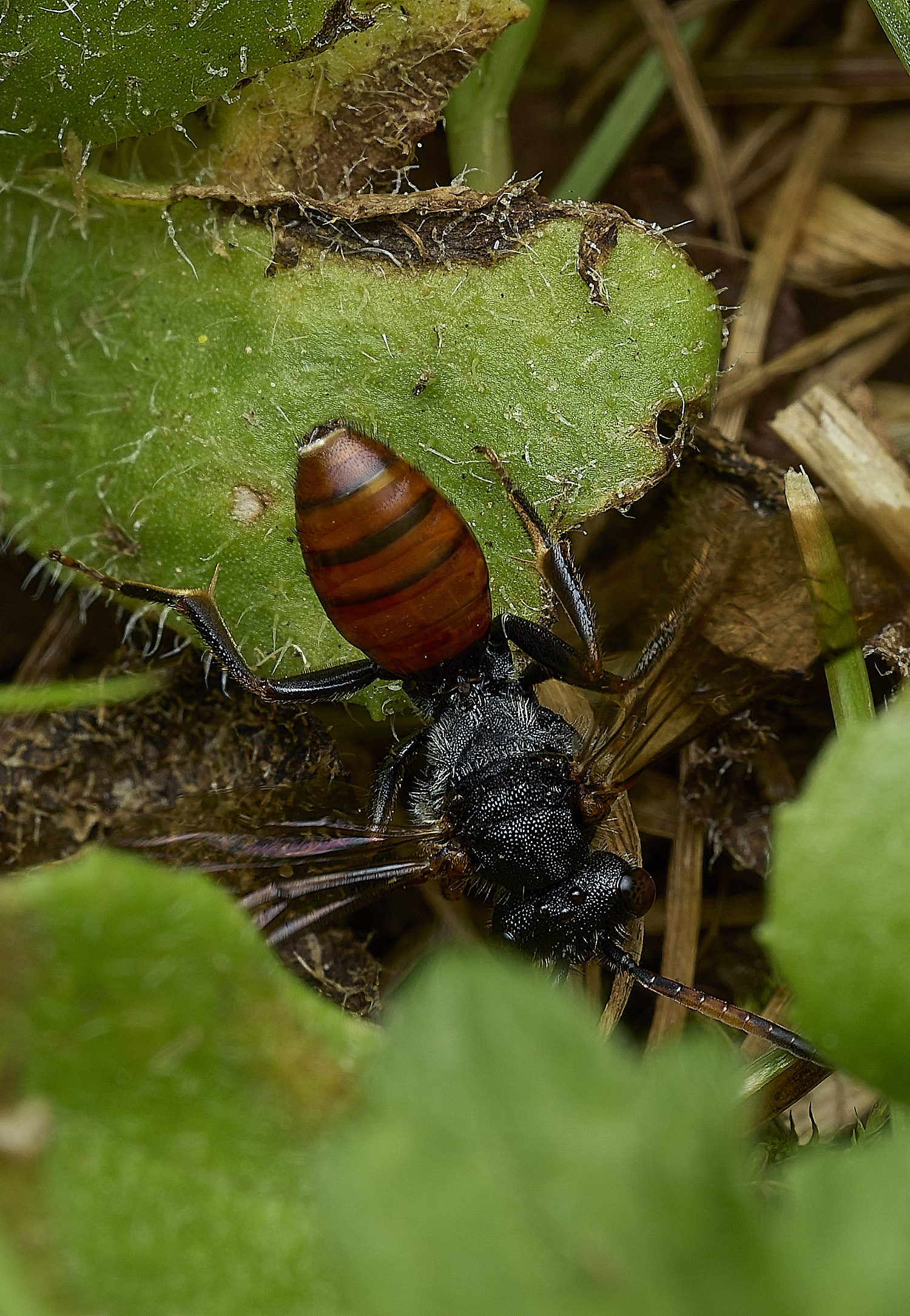 HanworthNomada240526-8