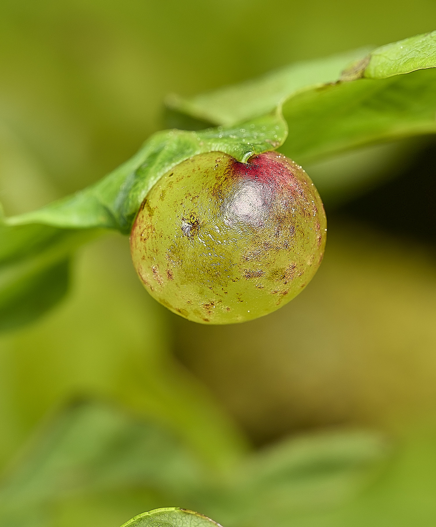 HanworthOakGall2160526-1