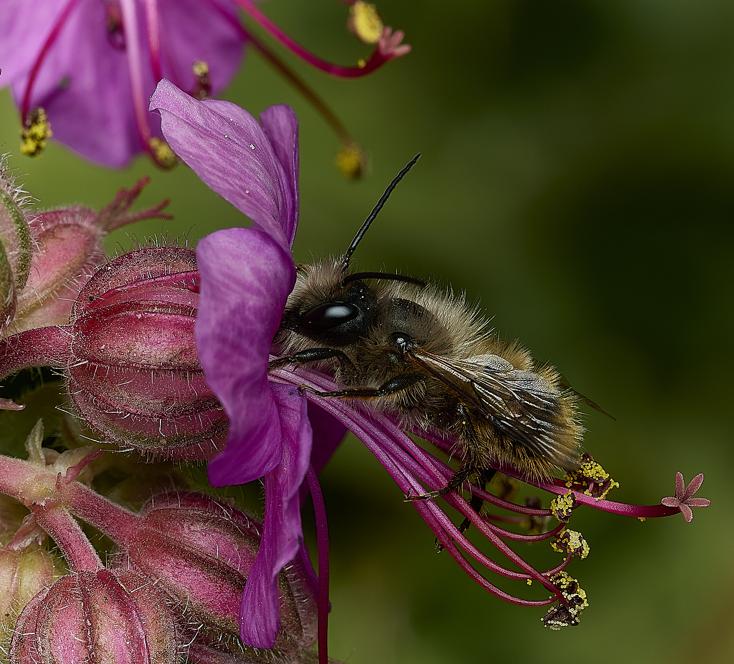 HanworthObicornis260426-1