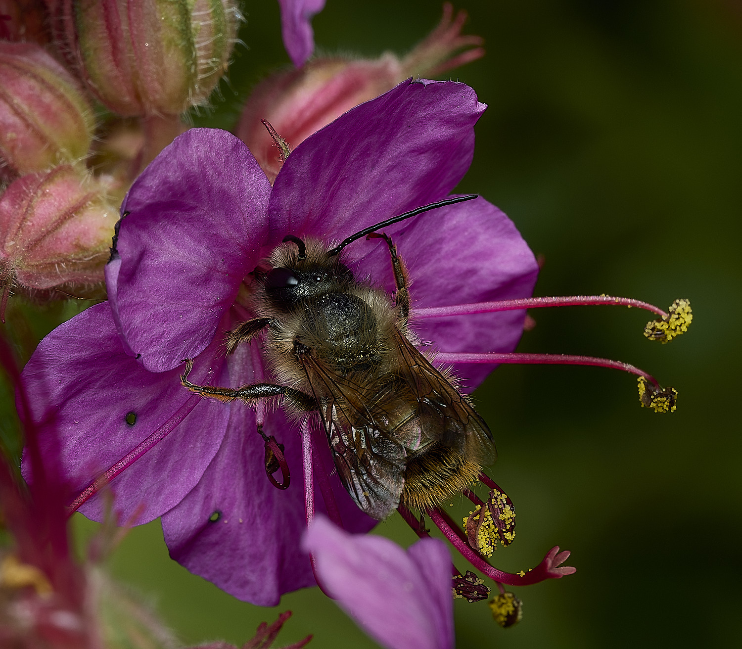 HanworthObicornis260426-2