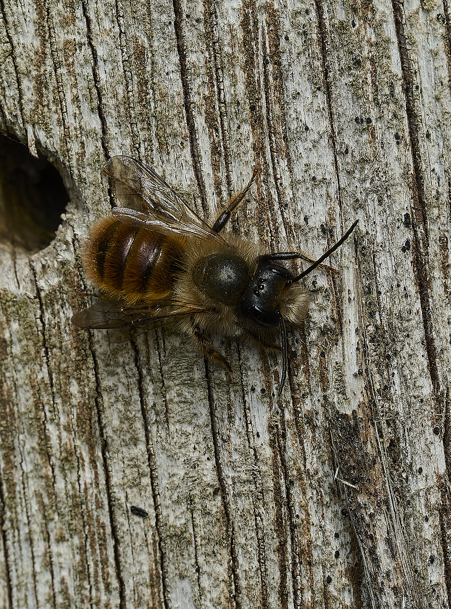 HanworthObicornis260426-3