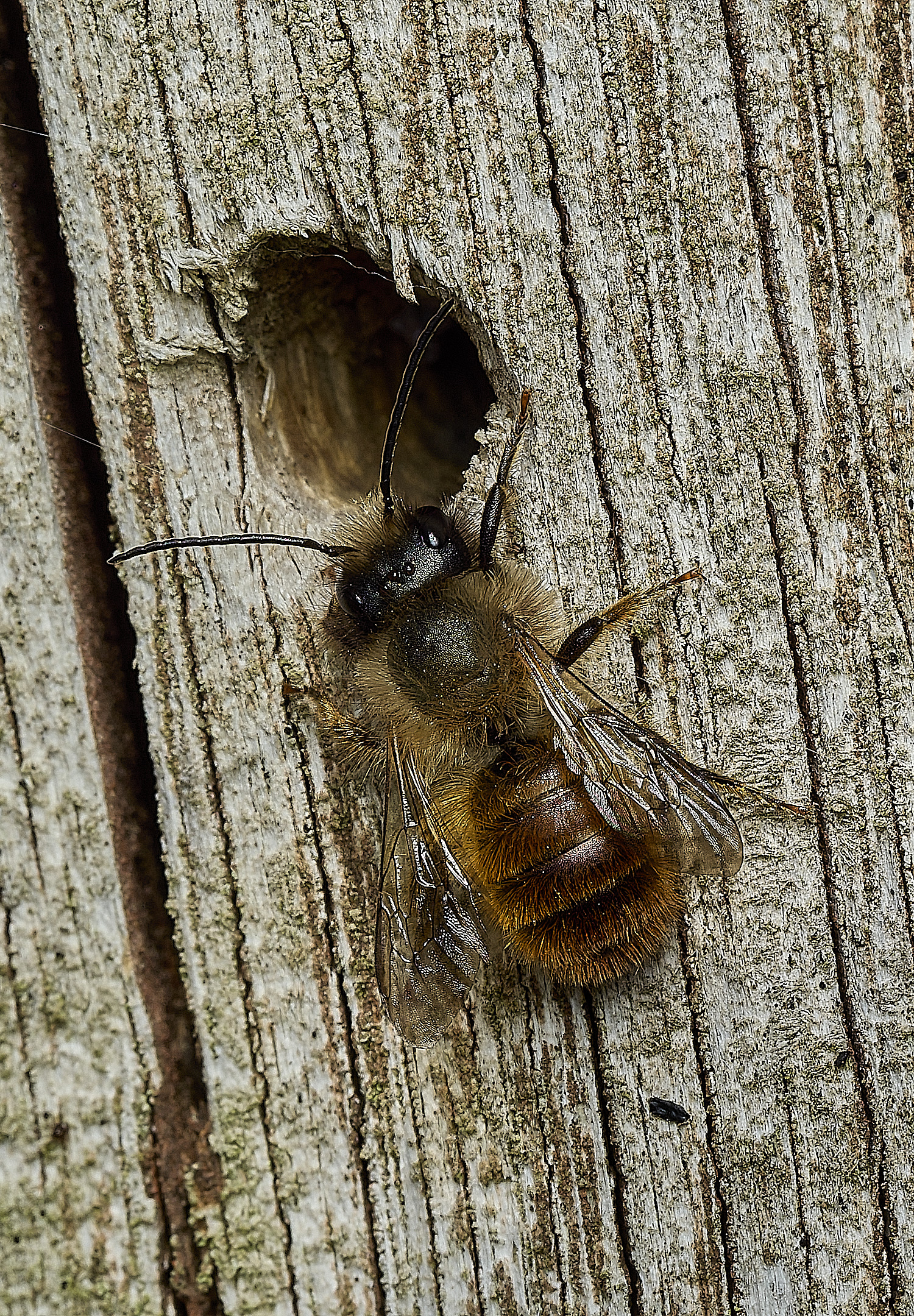 HanworthObicornis260426-4