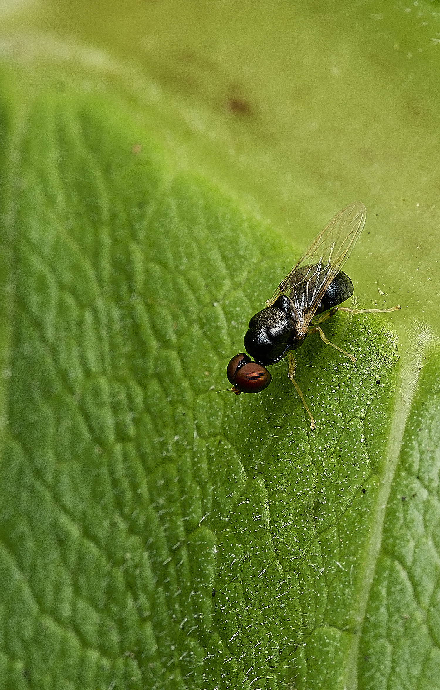 HanworthPachygasterleachii040726-1