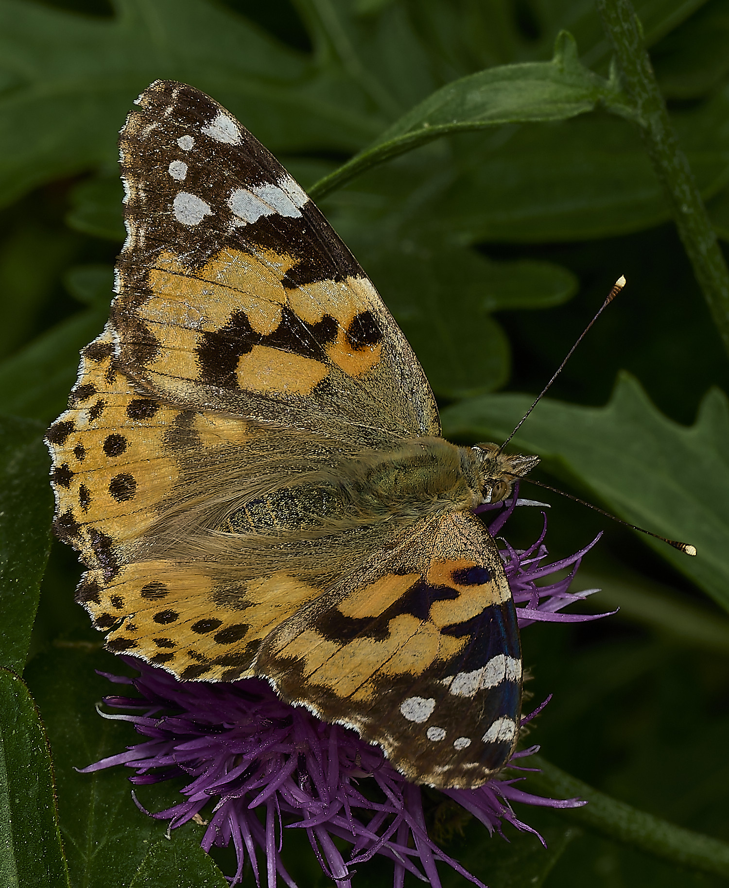 HanworthPaintedLady010626-2