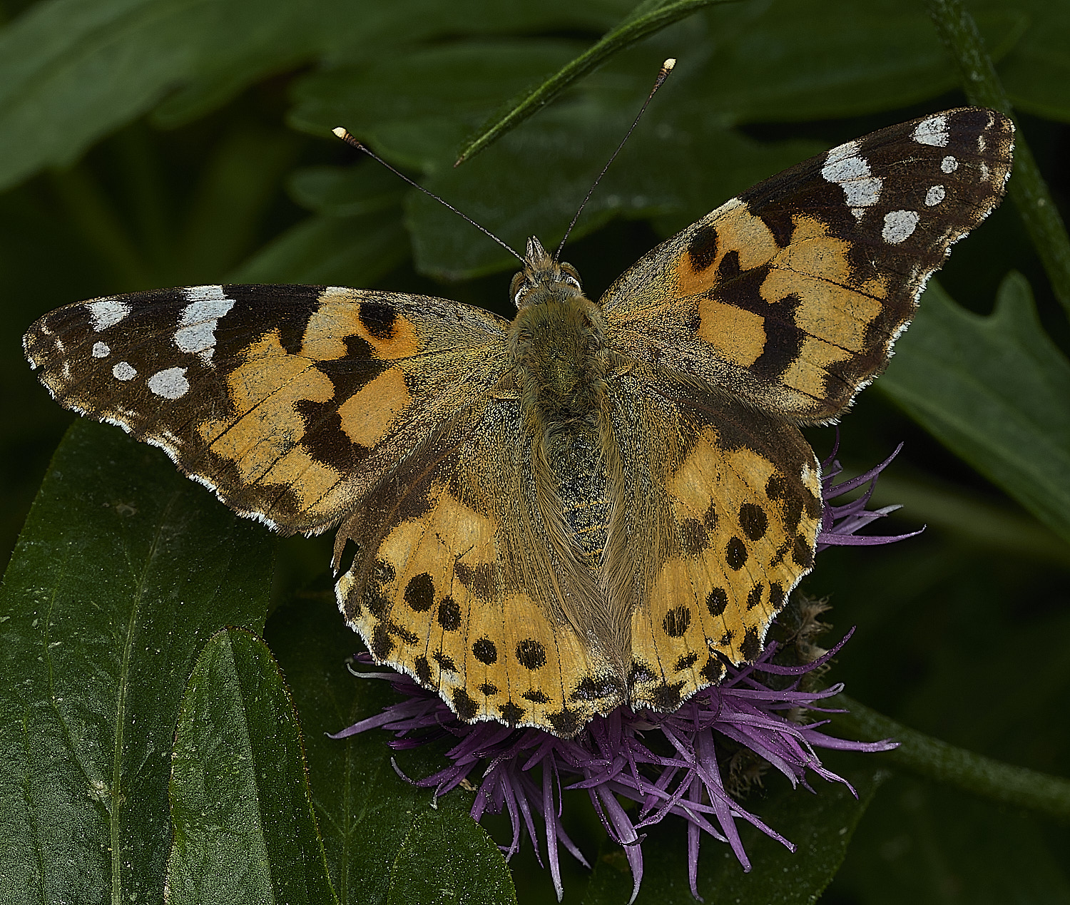 HanworthPaintedLady010626-3