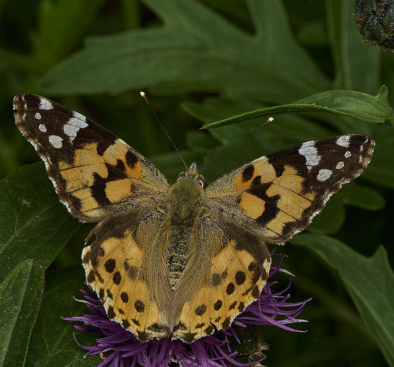 HanworthPaintedLady010626-4