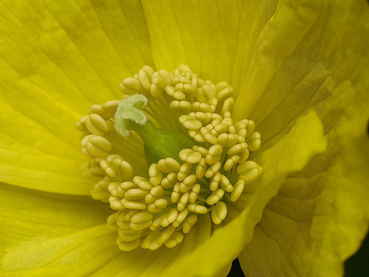 HanworthPoppy30426-1-001