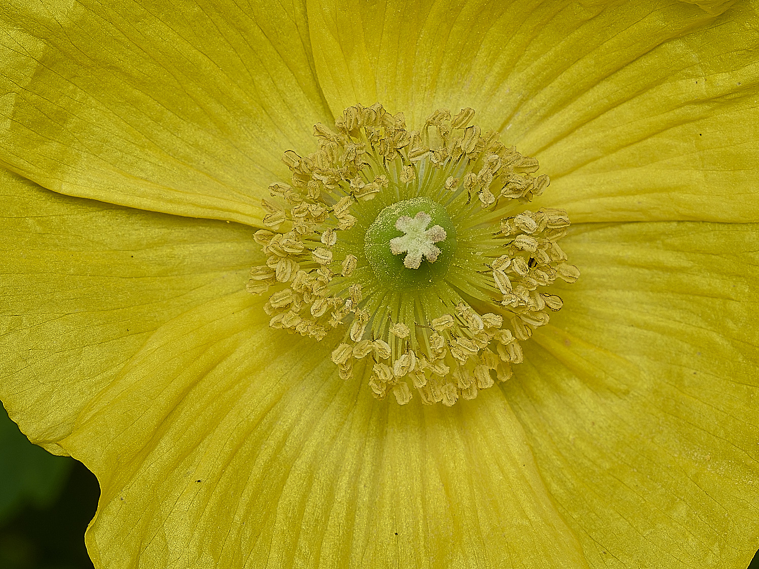 HanworthPoppy30426-2-002