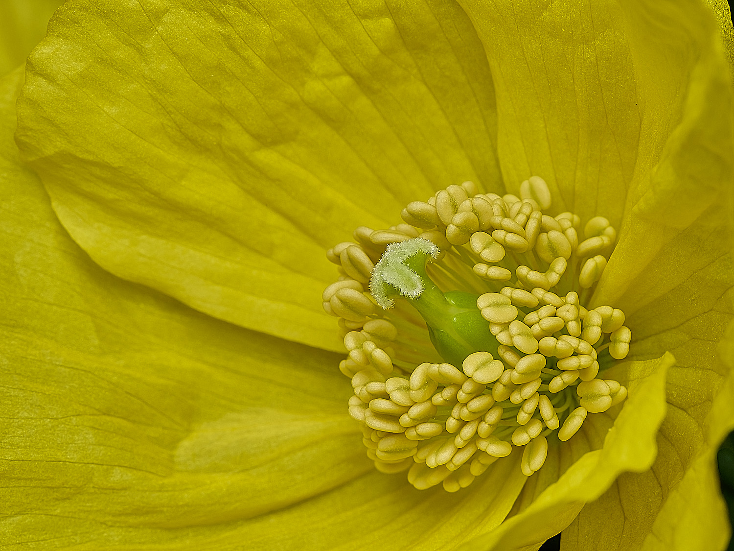 HanworthPoppy30426-4-004