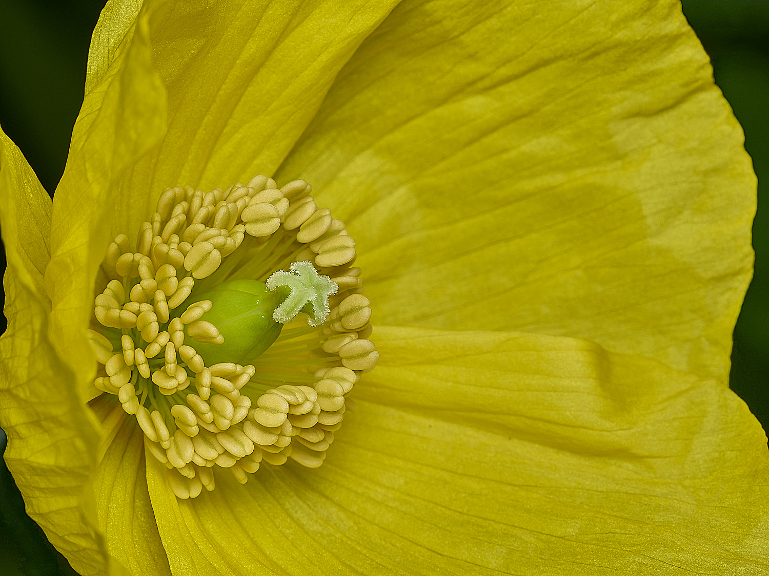 HanworthPoppy30426-5-005