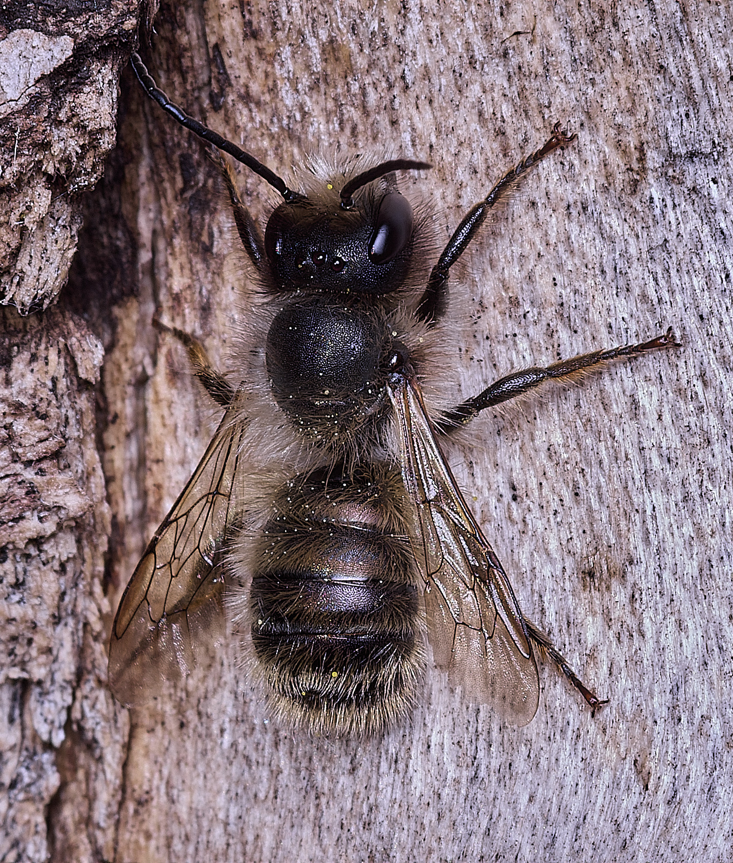 HanworthRedMasonBee090526-1
