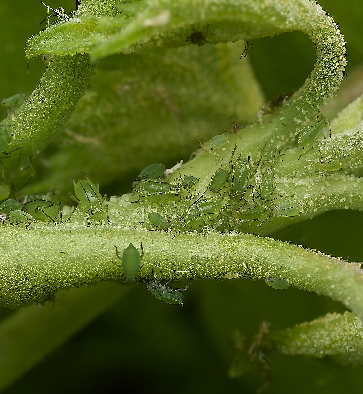 HanworthRodoratumAphid100526-1