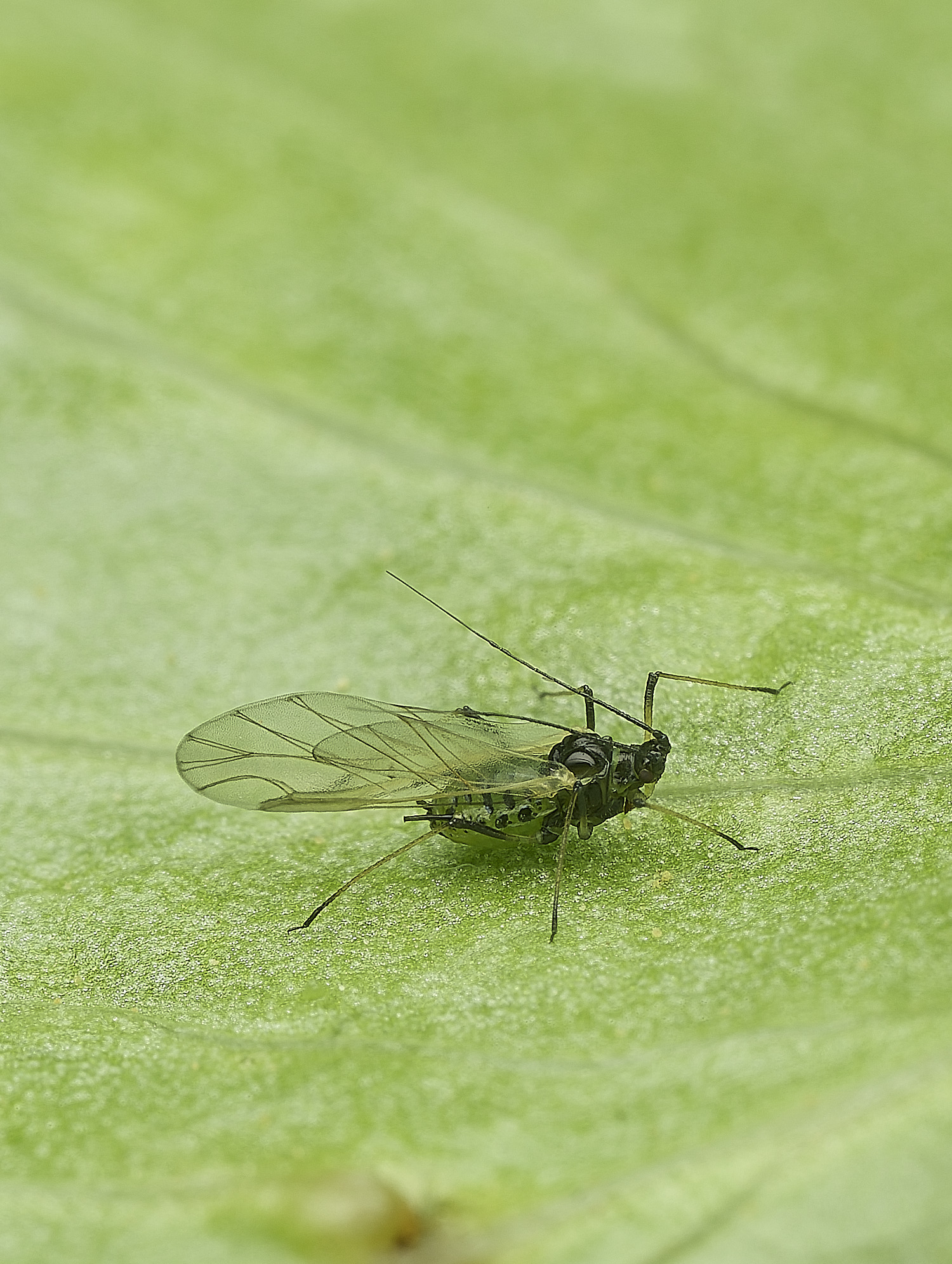 HanworthRodoratumAphid100526-3