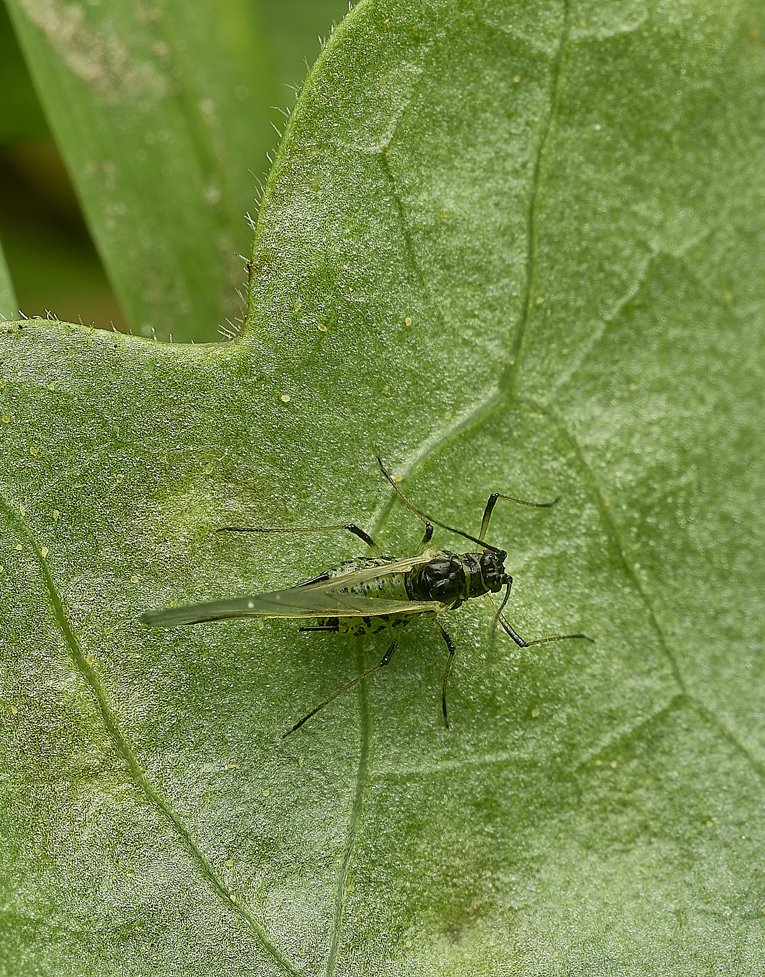 HanworthRodoratumAphid100526-2