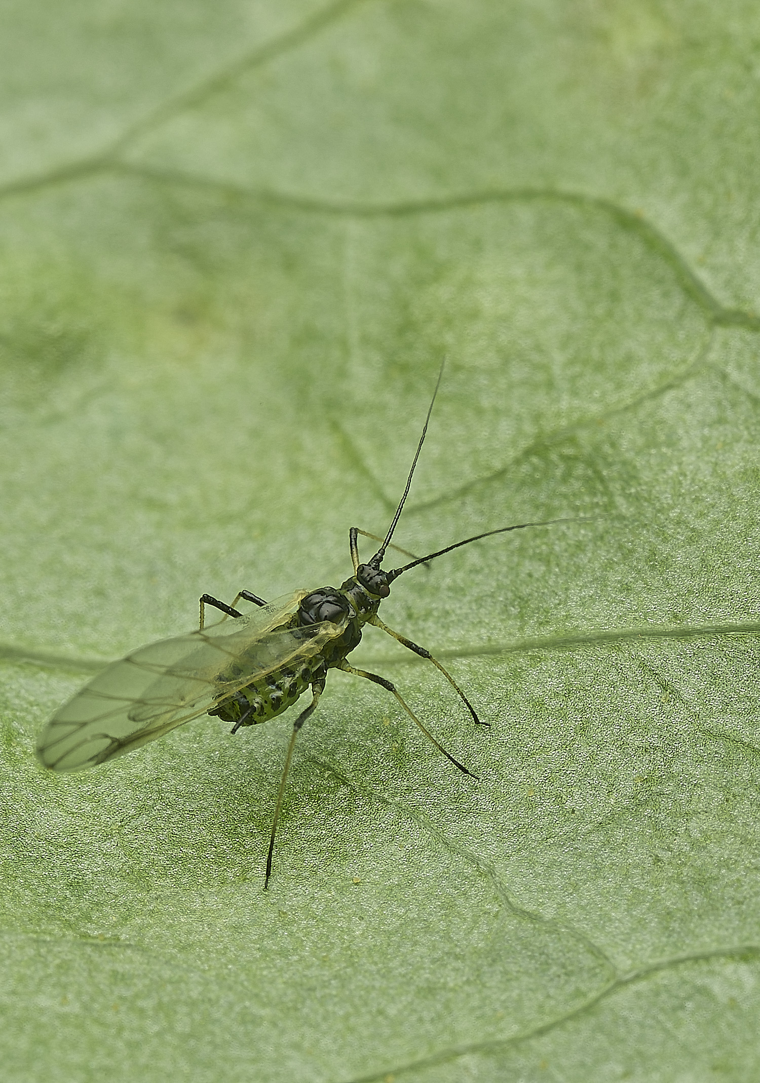 HanworthRodoratumAphid100526-5