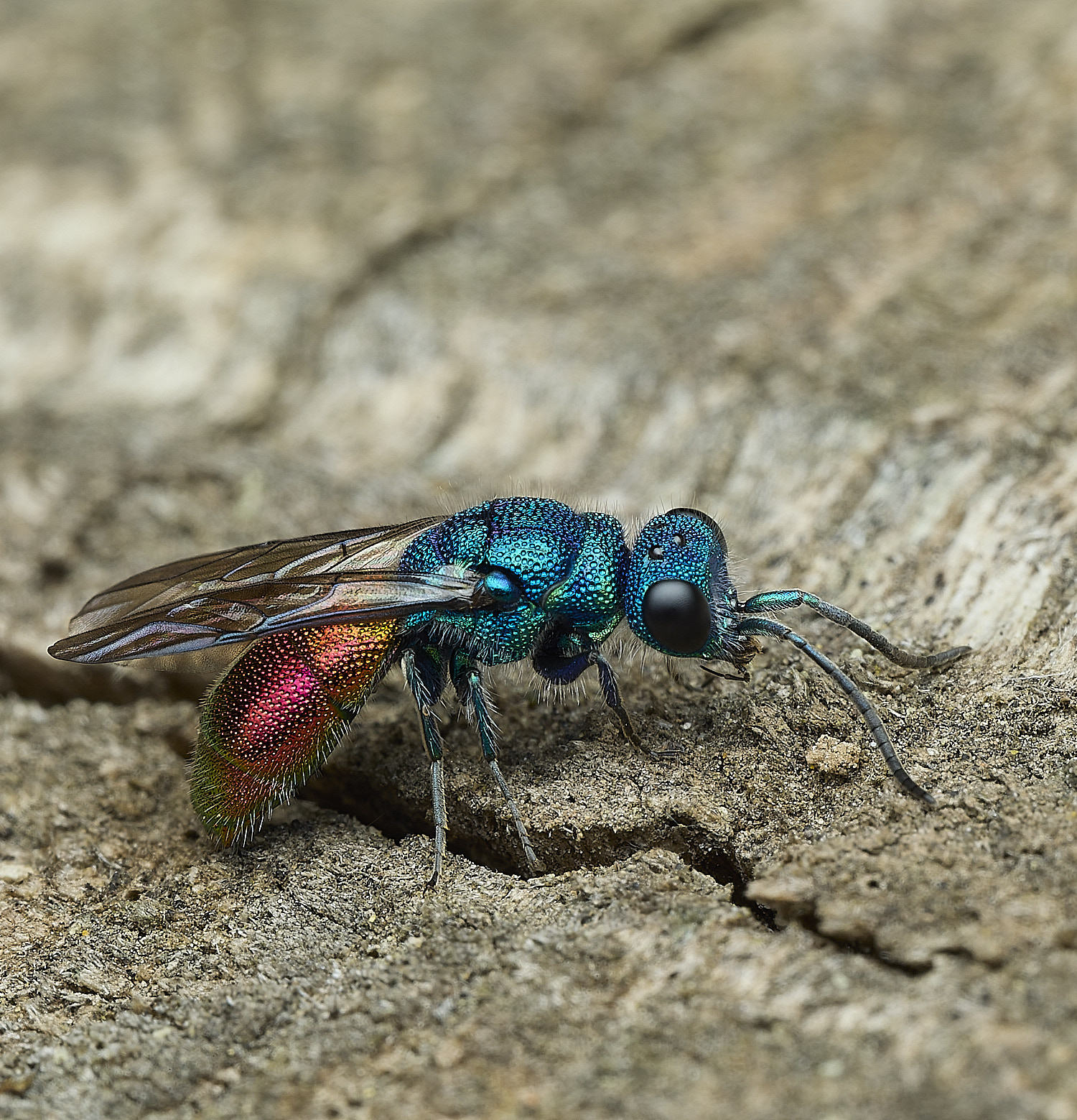 HanworthRuby-tail240426-1