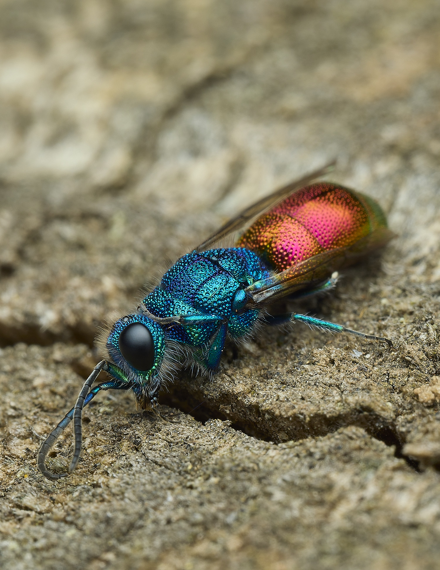 HanworthRuby-tail240426-2