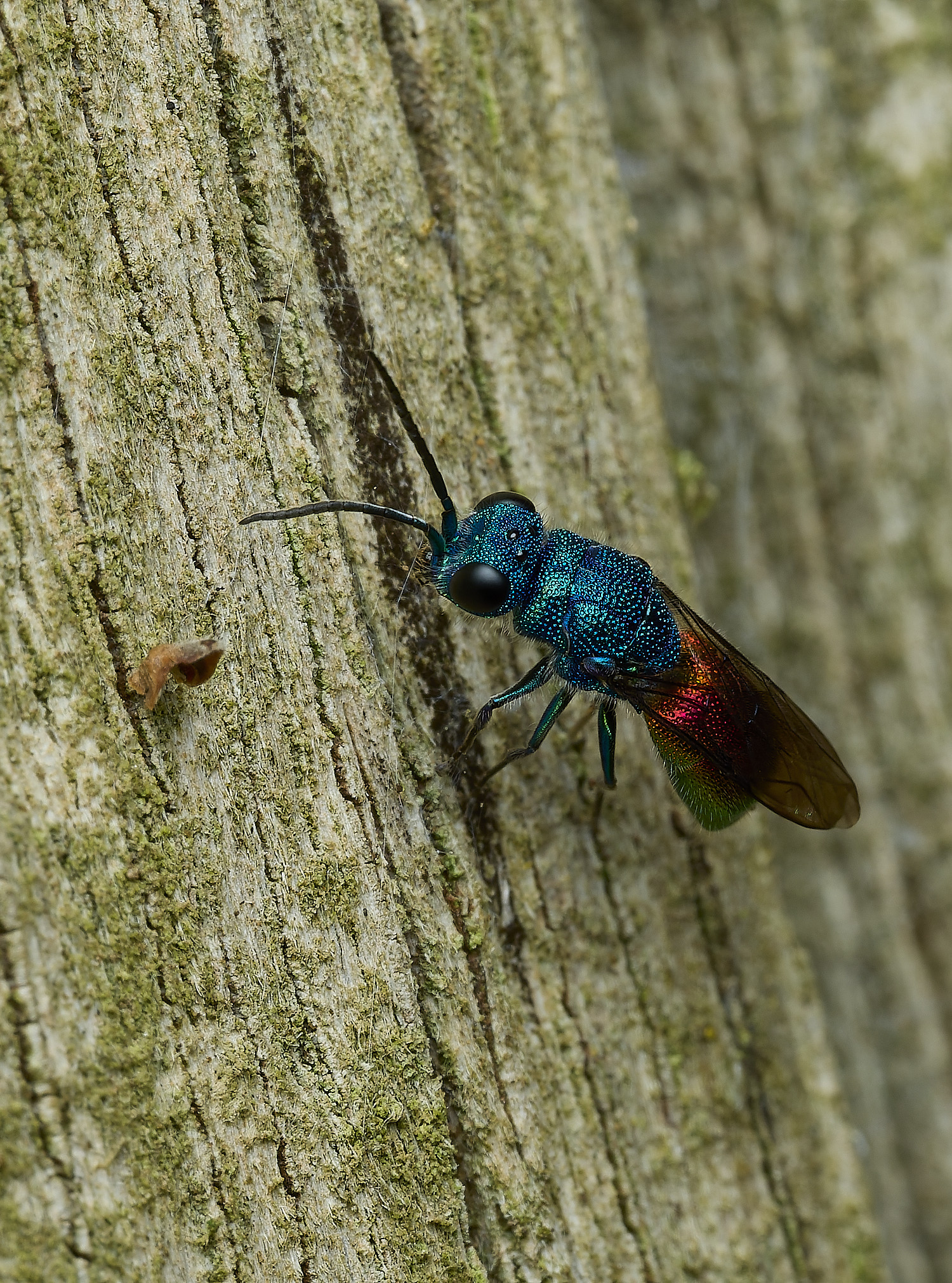 HanworthRuby-tail240426-6