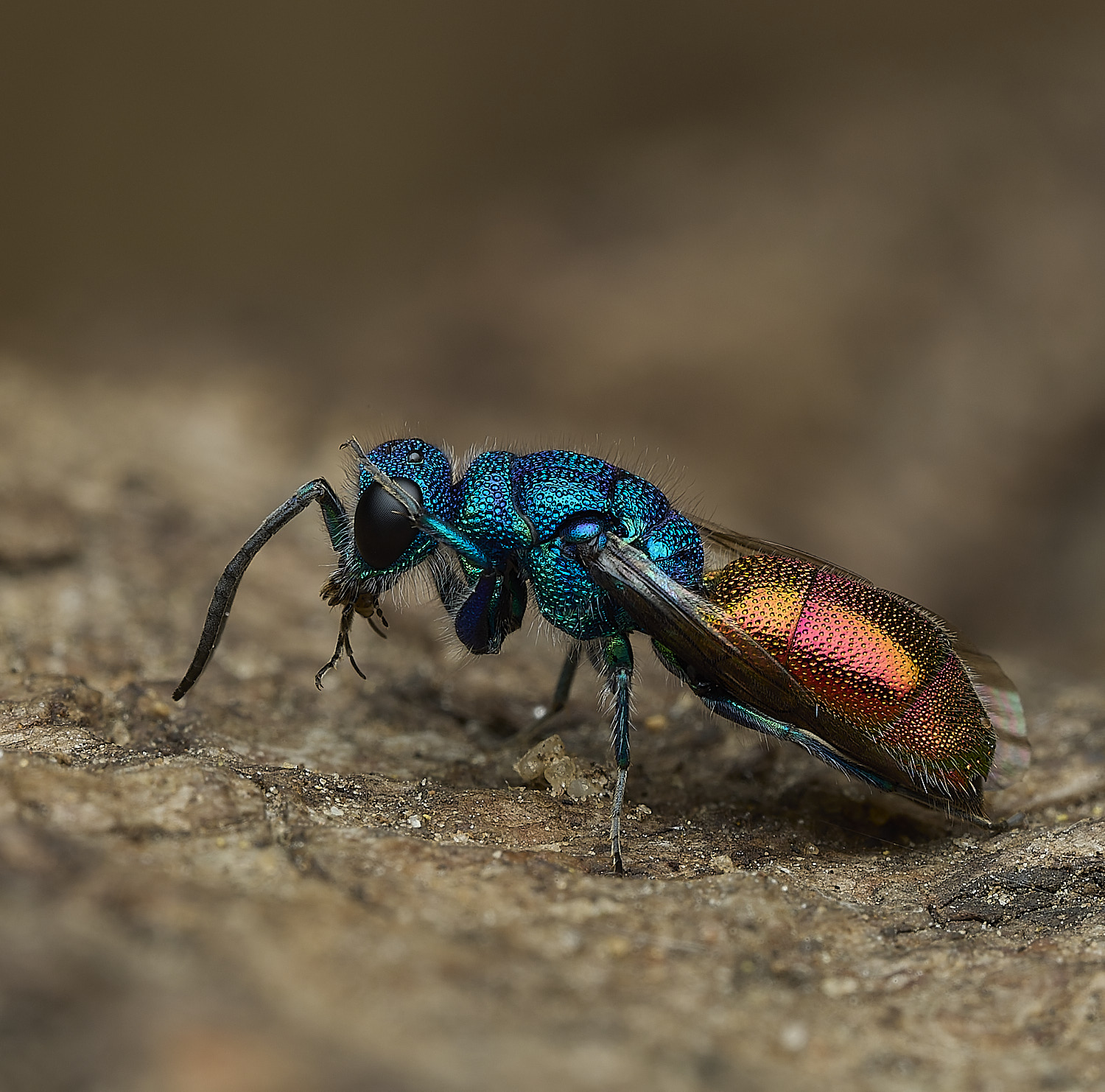 HanworthRuby-tail240426-7