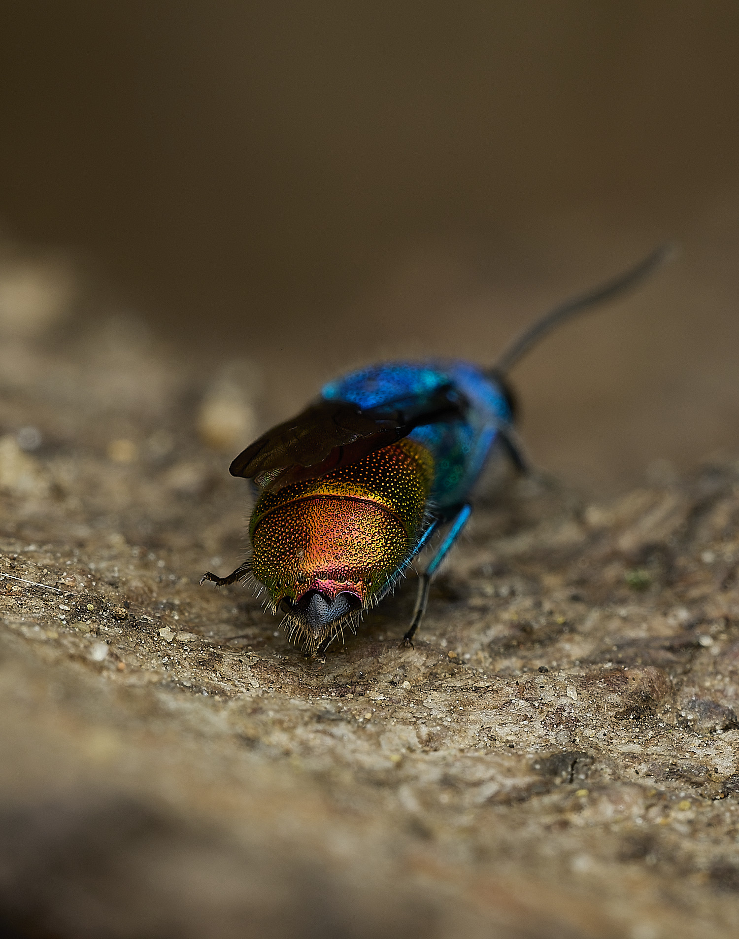 HanworthRuby-tail240426-9