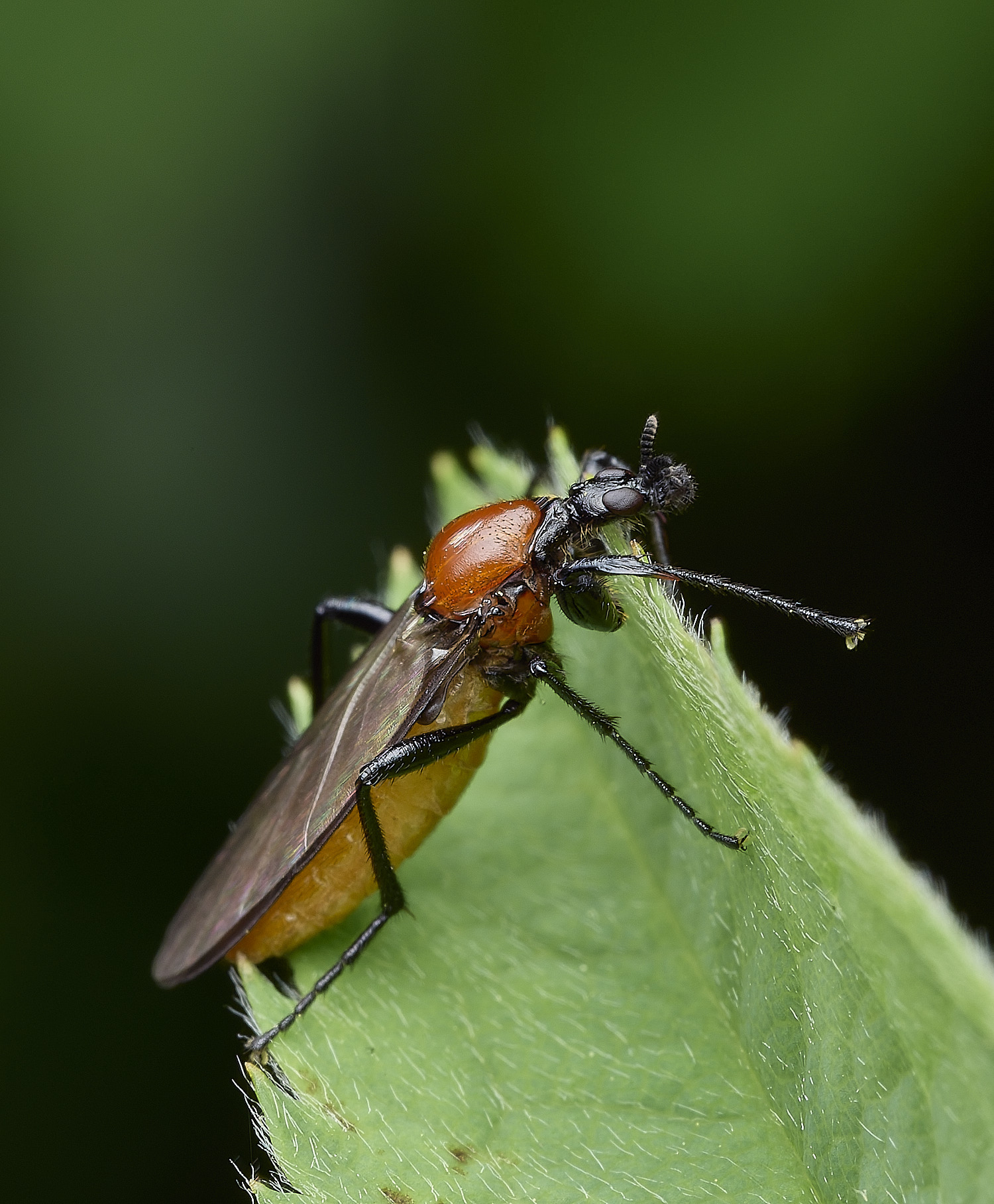 HanworthSawfly180426-1