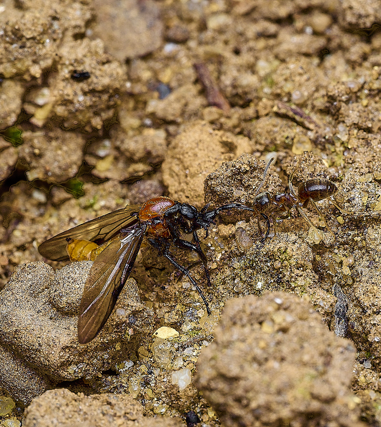 HanworthSawflySp180426-2
