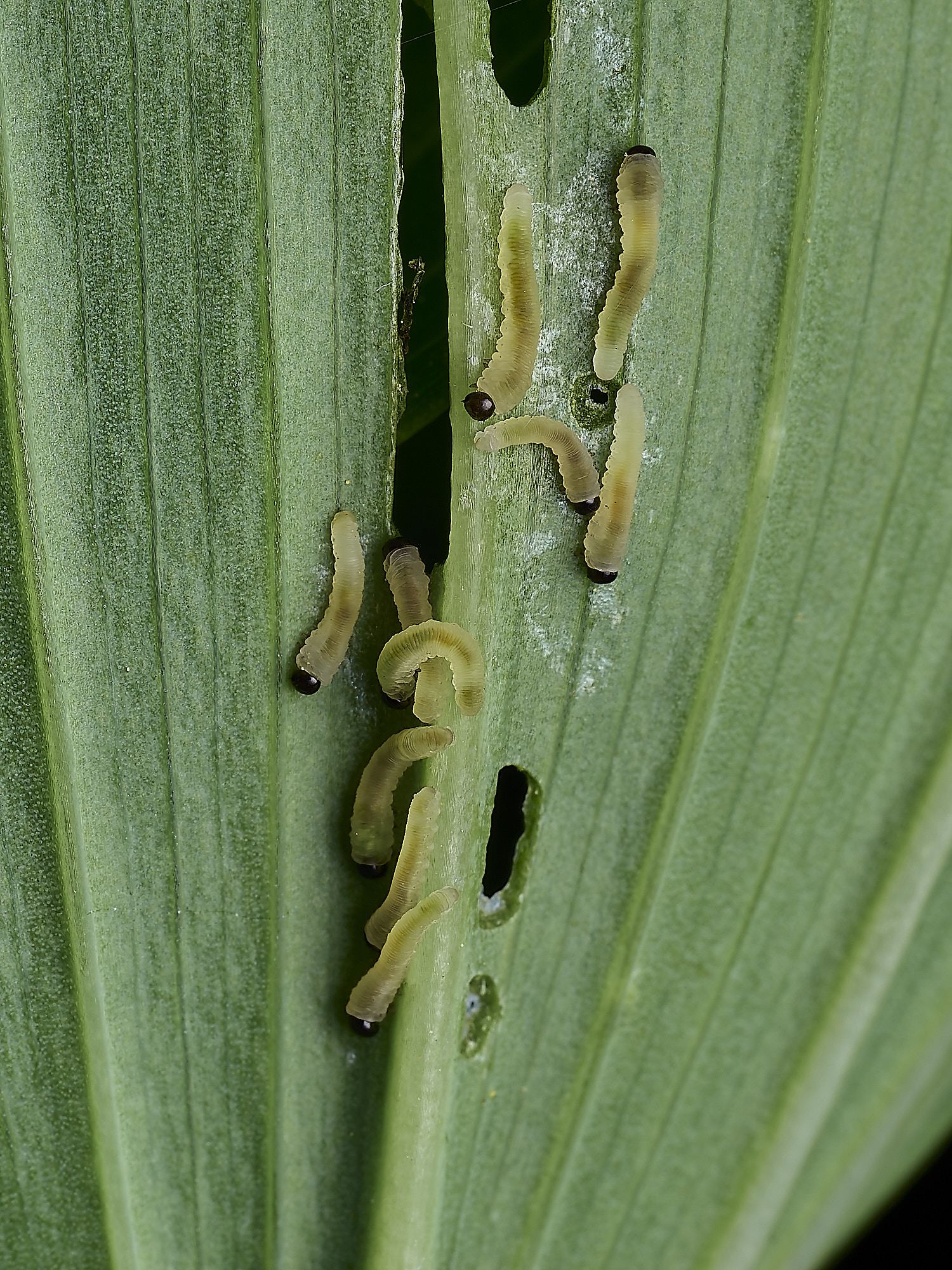 HanworthSolomon'sSealSawfly290526-1