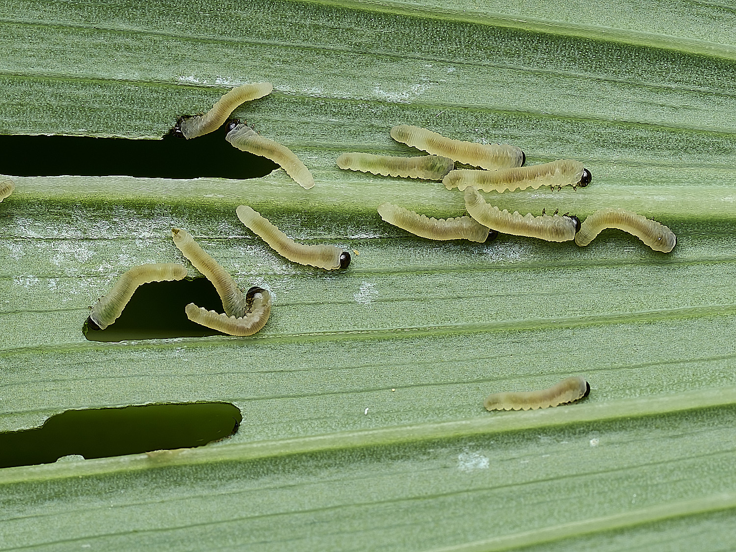 HanworthSolomon'sSealSawfly290526-2