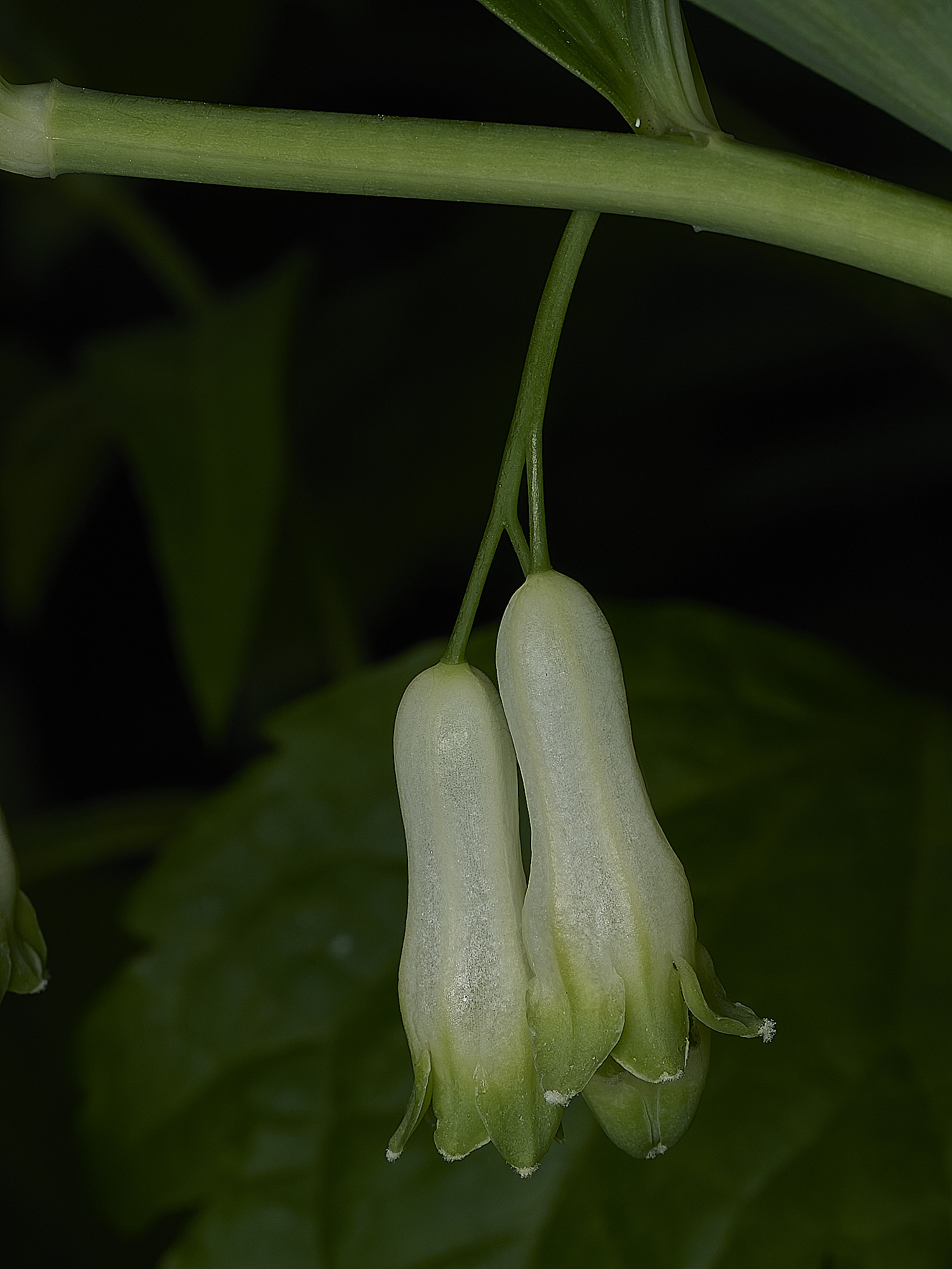 HanworthSolomonsSeal120526-1