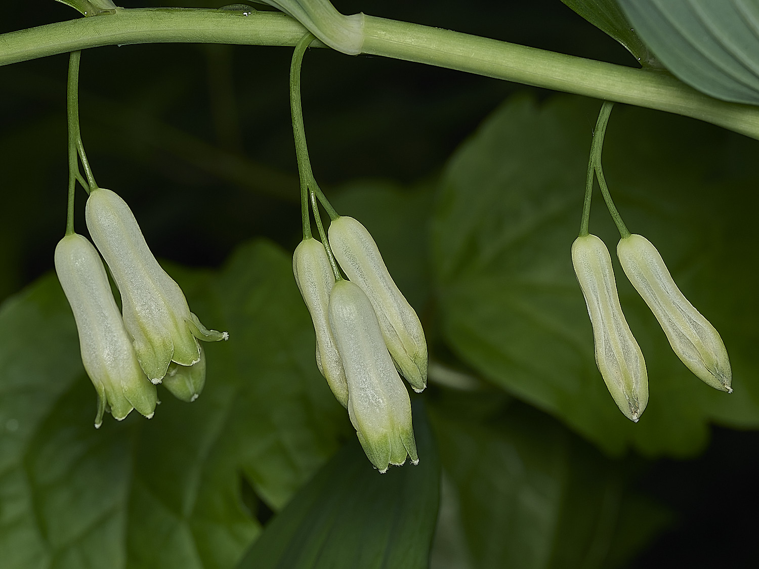 HanworthSolomonsSeal120526-2