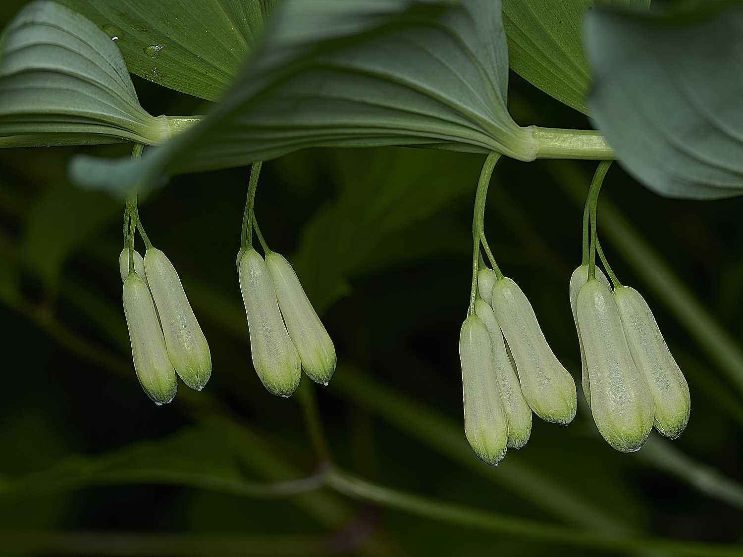 HanworthSolomonsSeal120526-3
