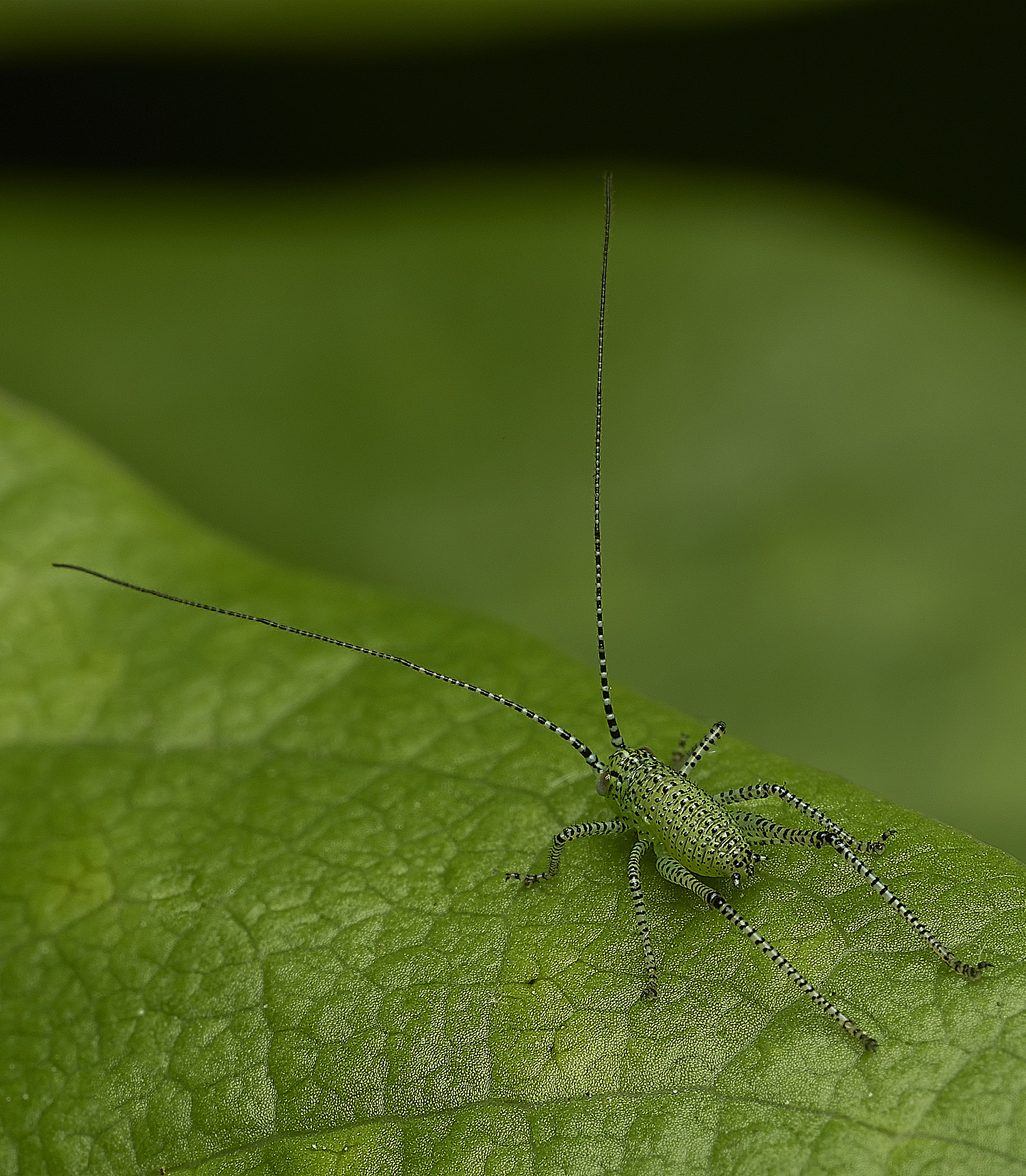 HanworthSpeckledGreenBushCricket150526-1