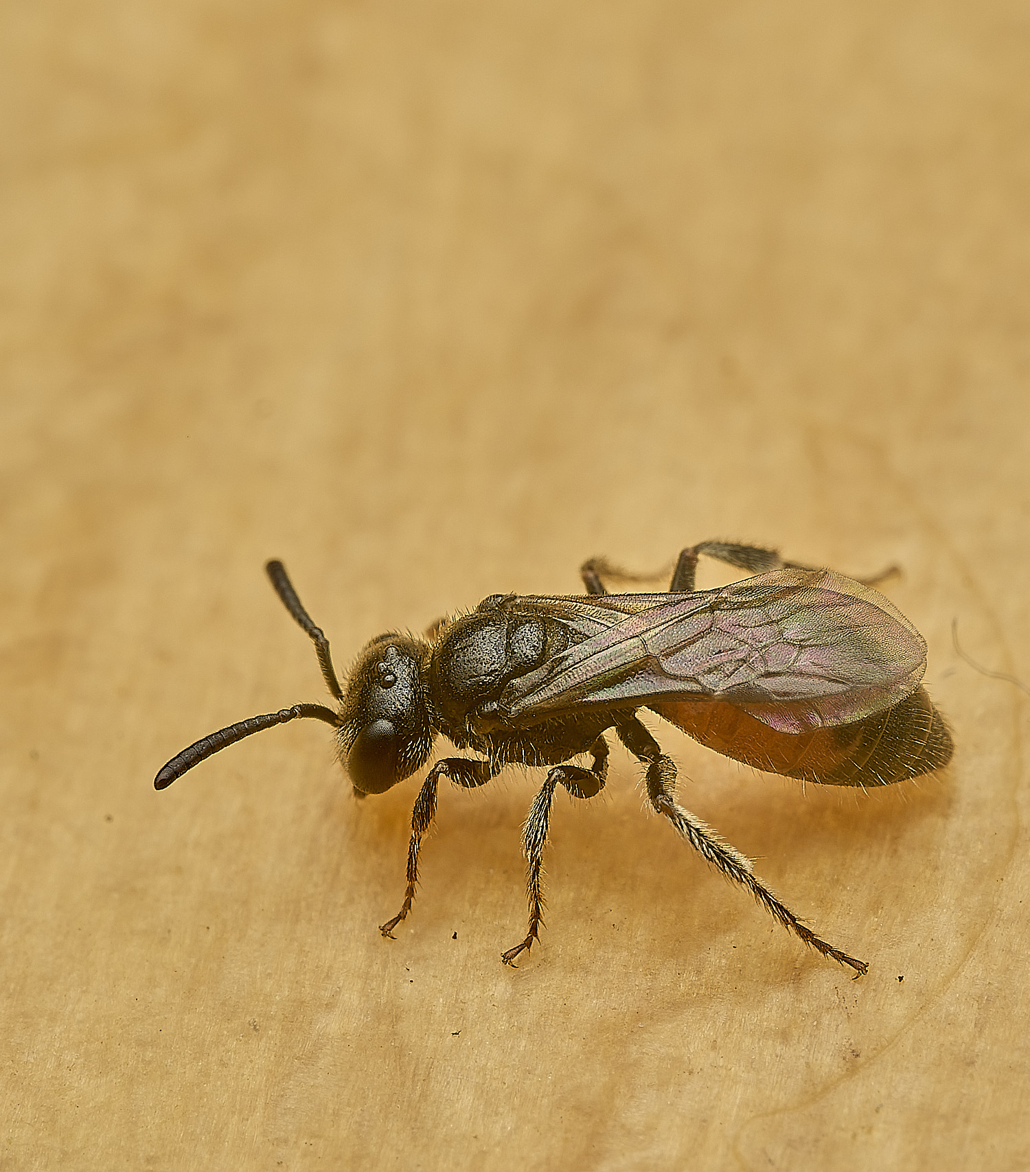 HanworthSphecodesSp120526-2