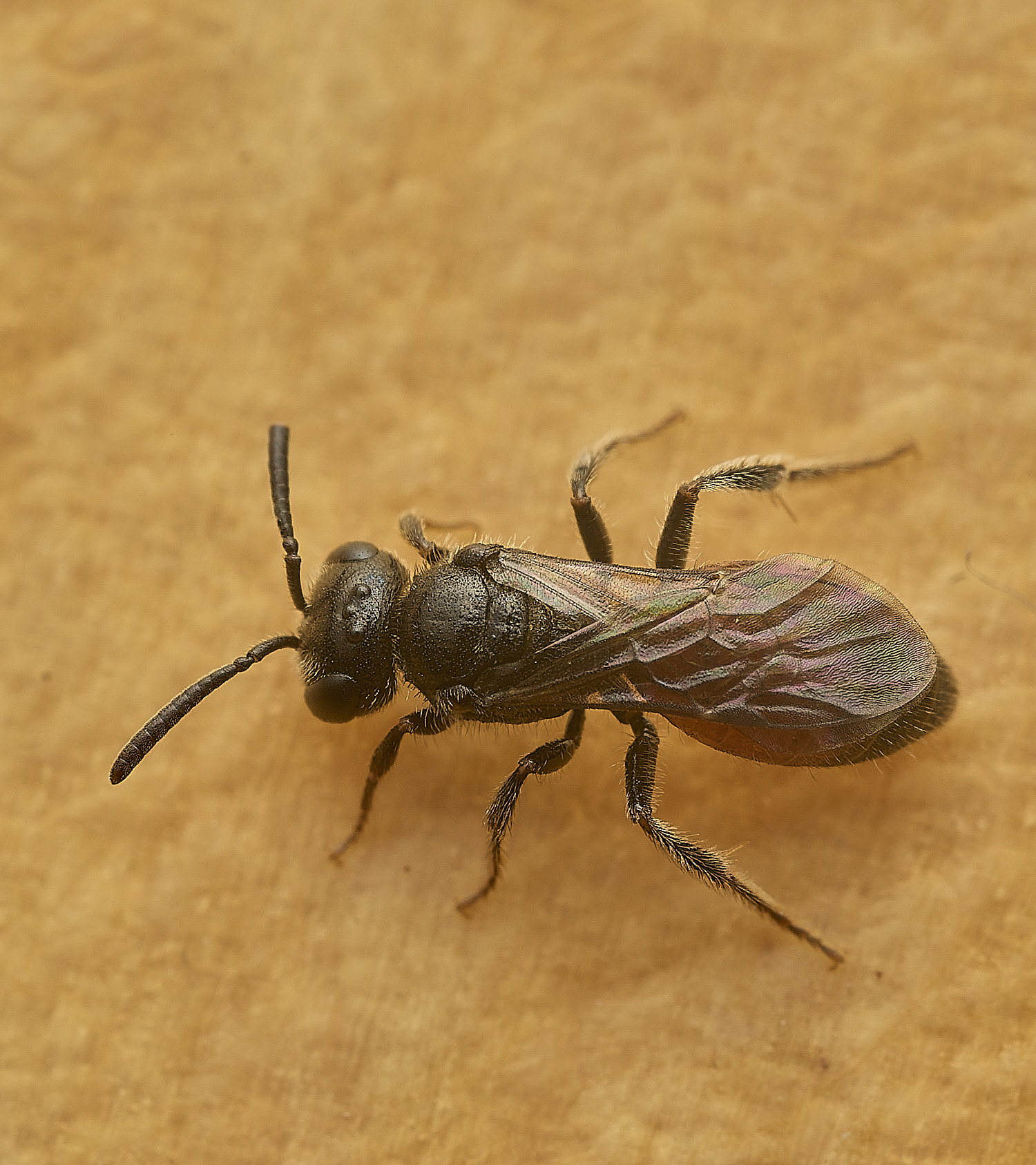 HanworthSphecodesSp120526-3