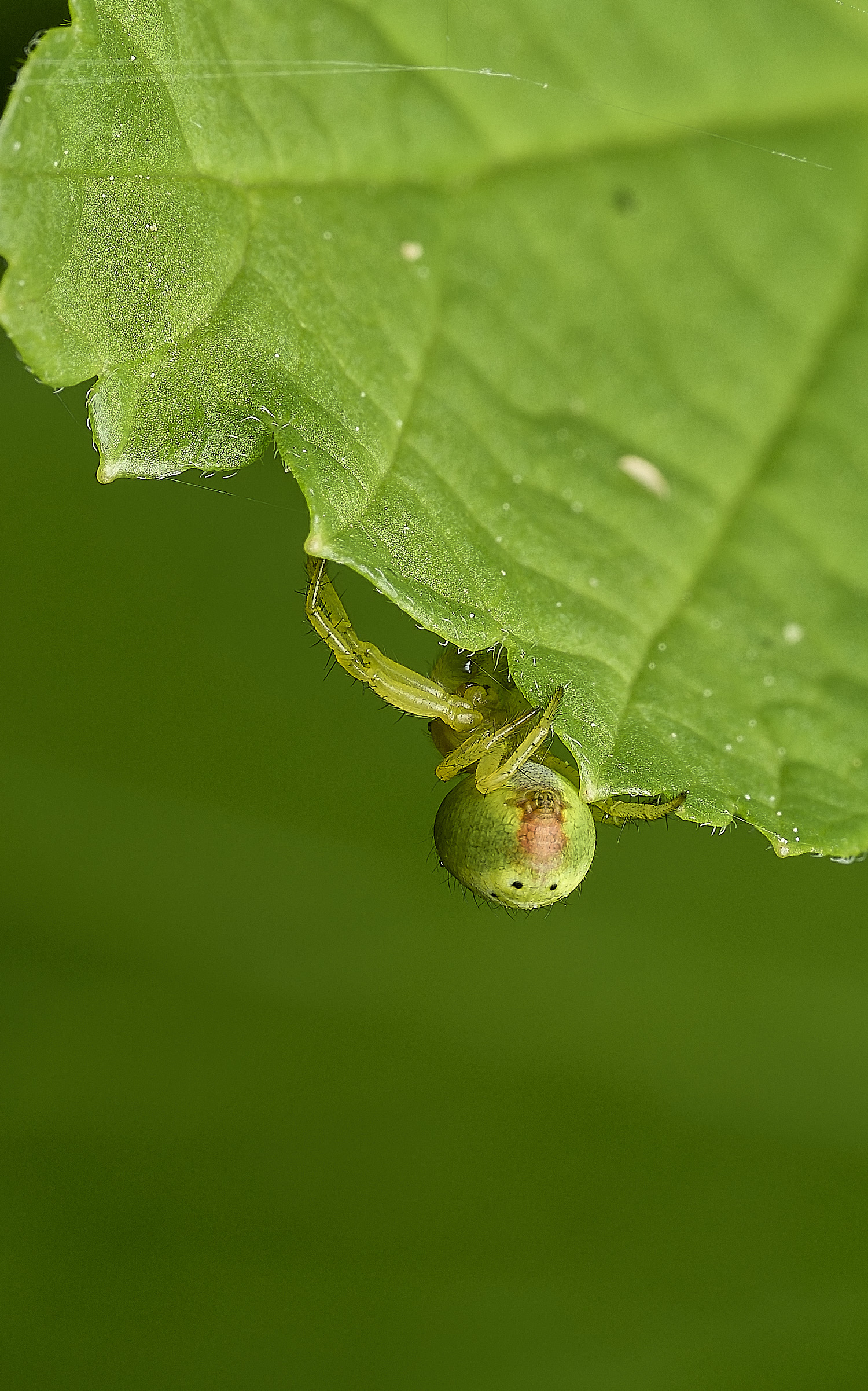 HanworthSpider090526-1