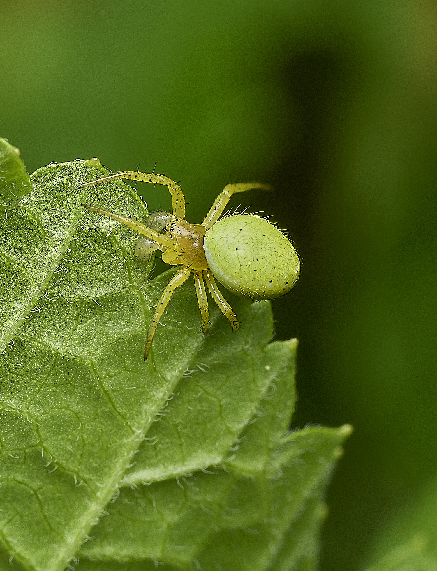 HanworthSpider090526-2