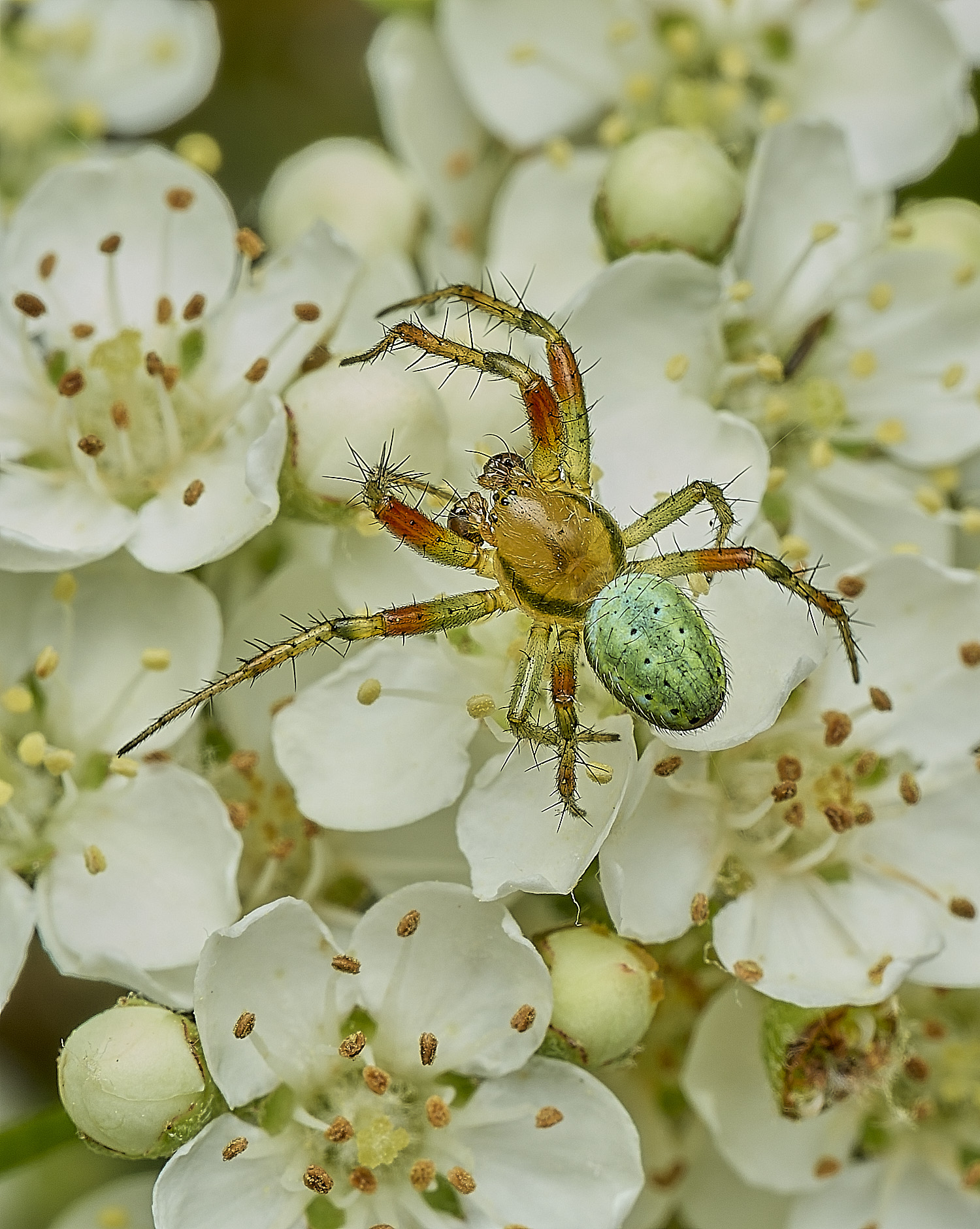 HanworthSpider290526-1