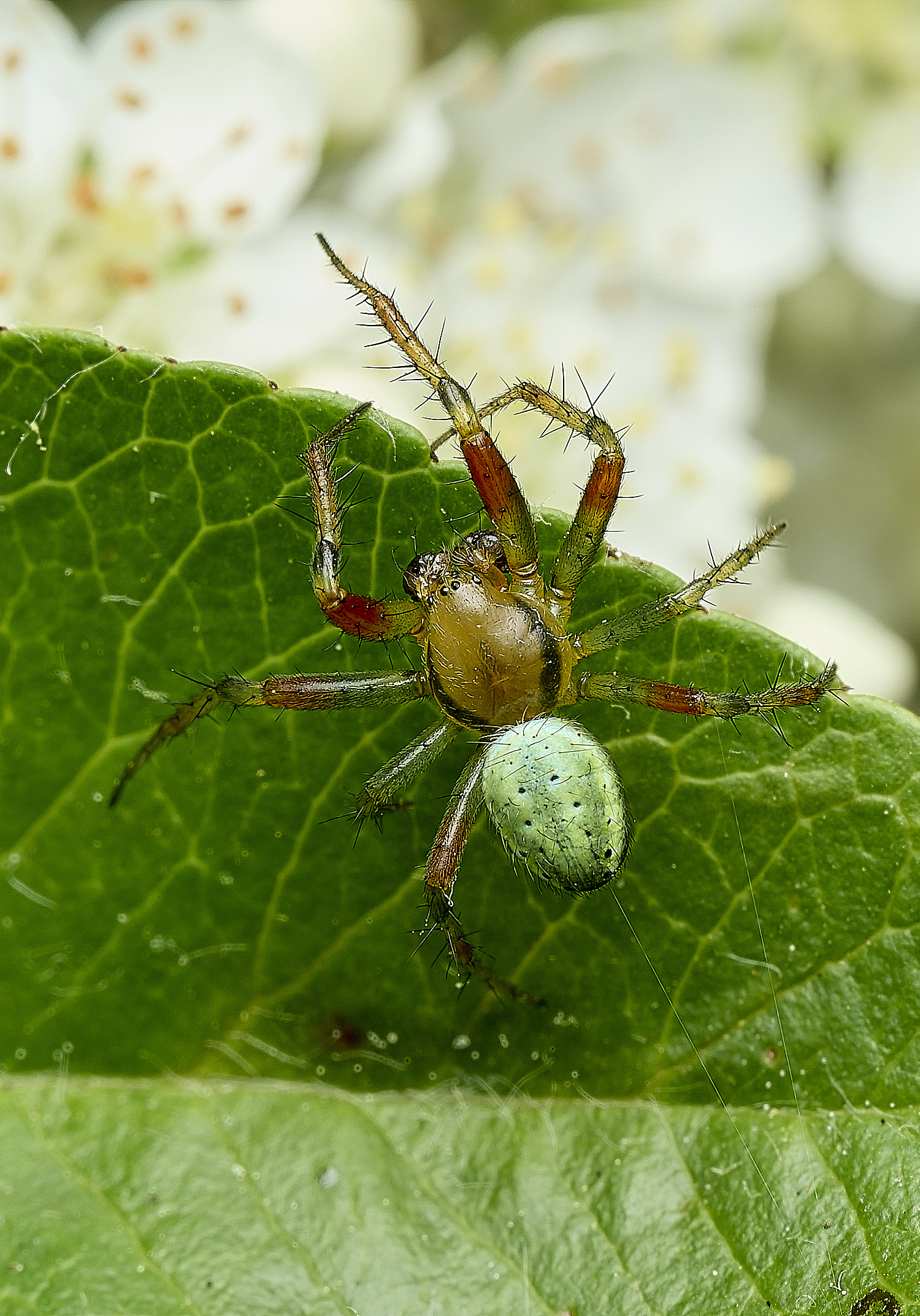 HanworthSpider290526-3