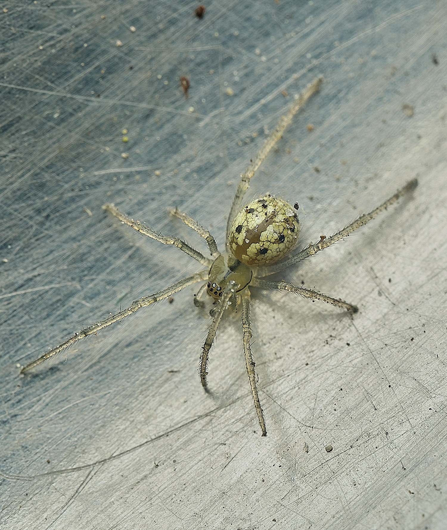 HanworthSpiderSp160526-1