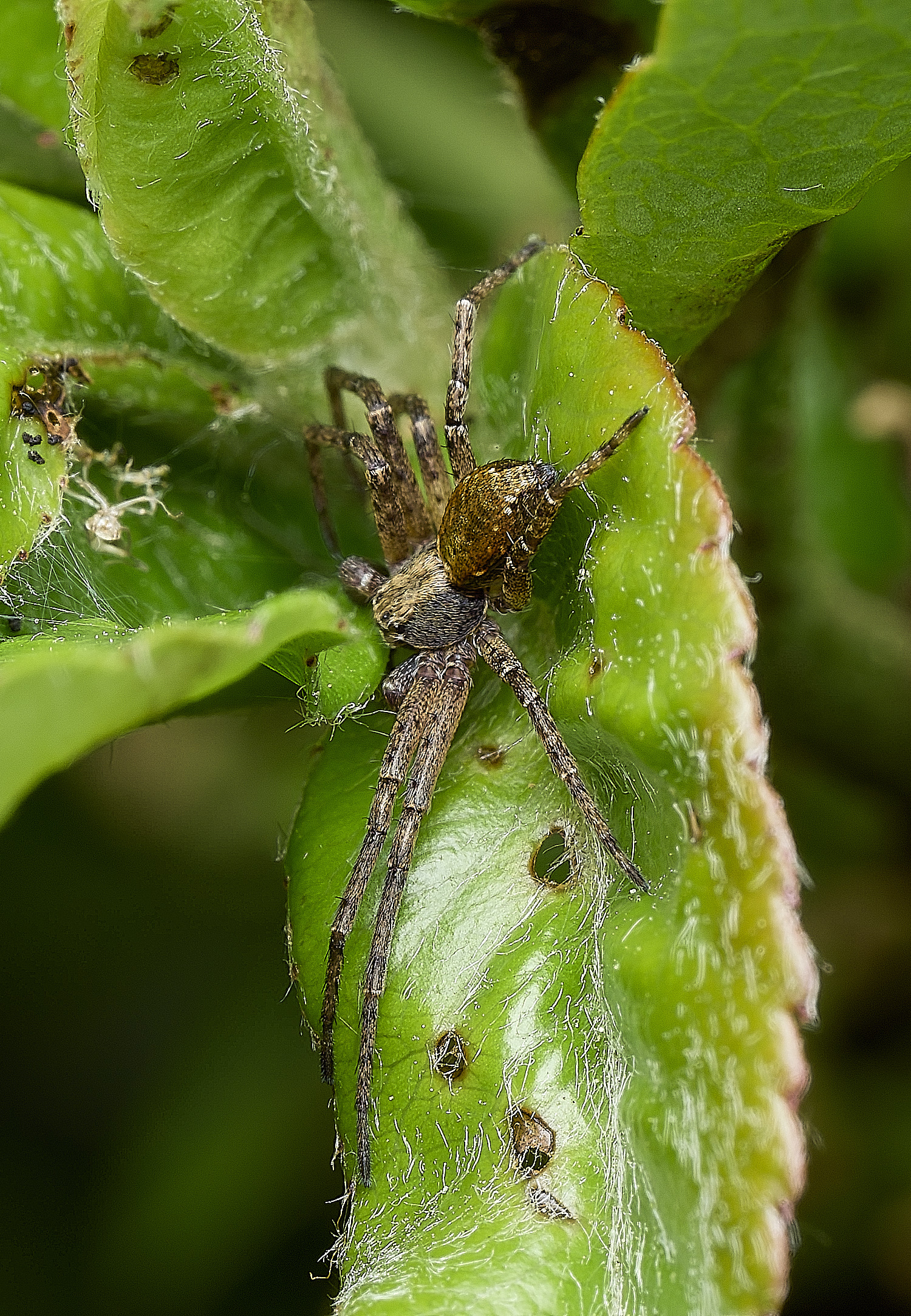 HanworthSpiderSp180426-1