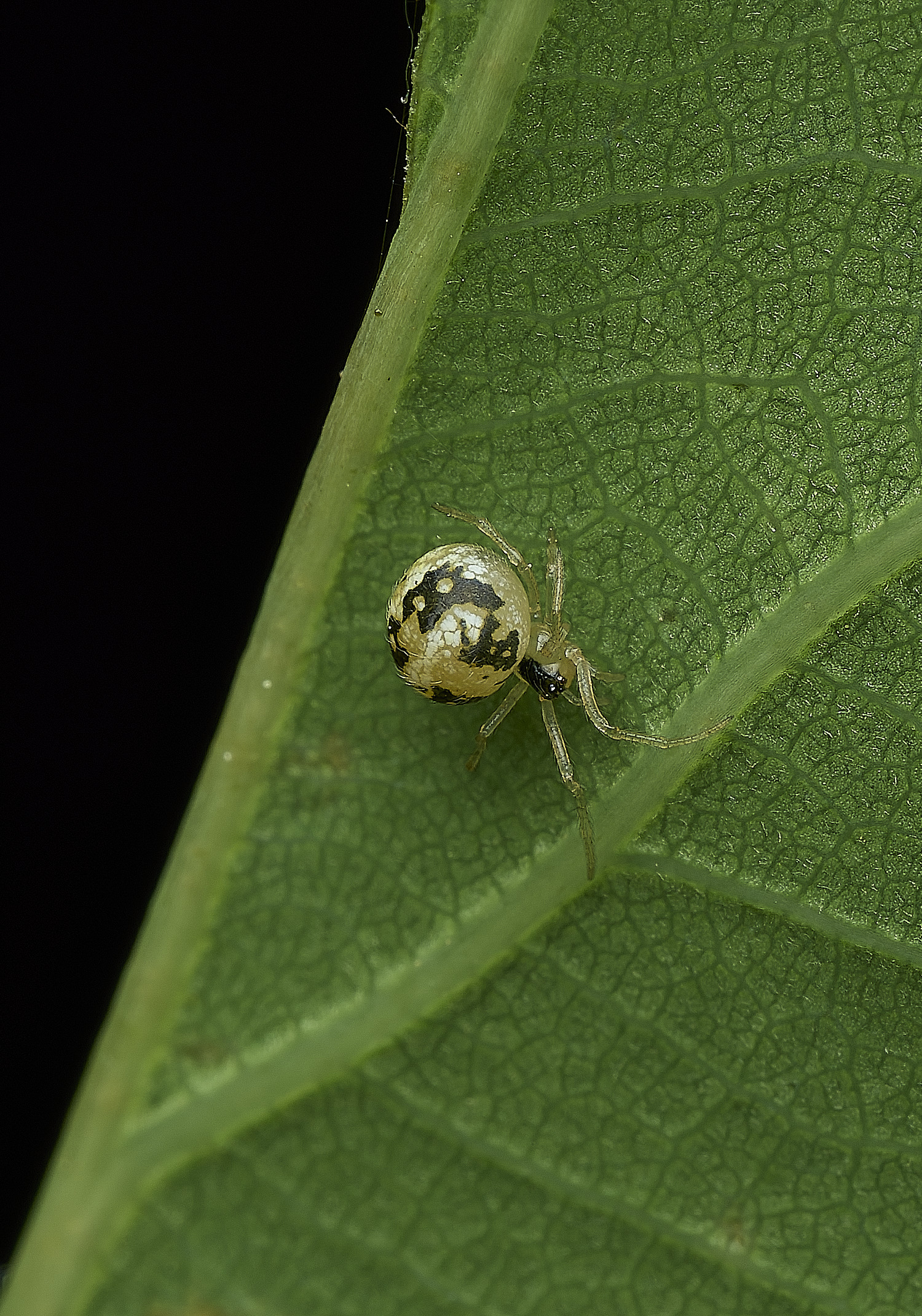HanworthSpiderSP240526-1