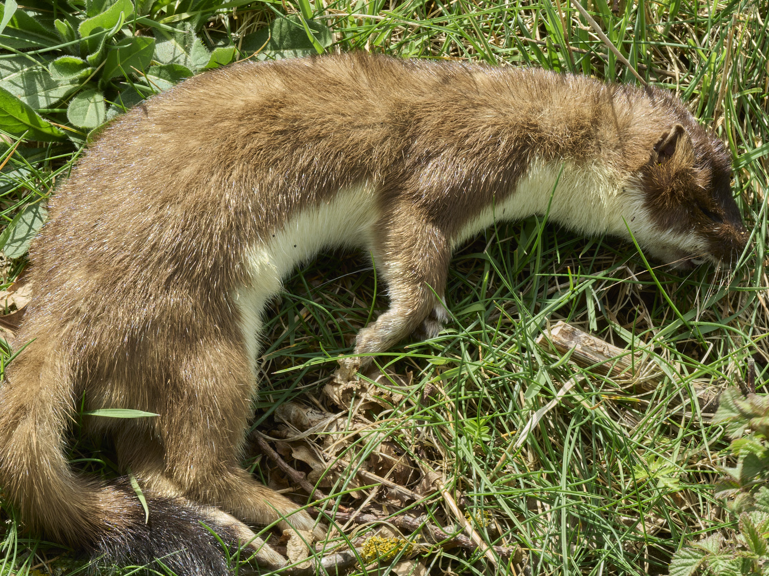 HanworthStoat180426=1-1