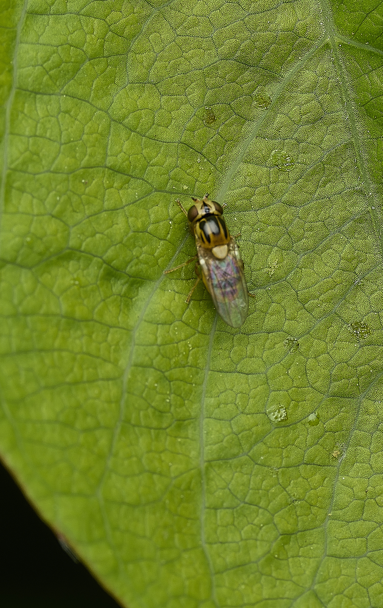HanworthSwampFly240426-1