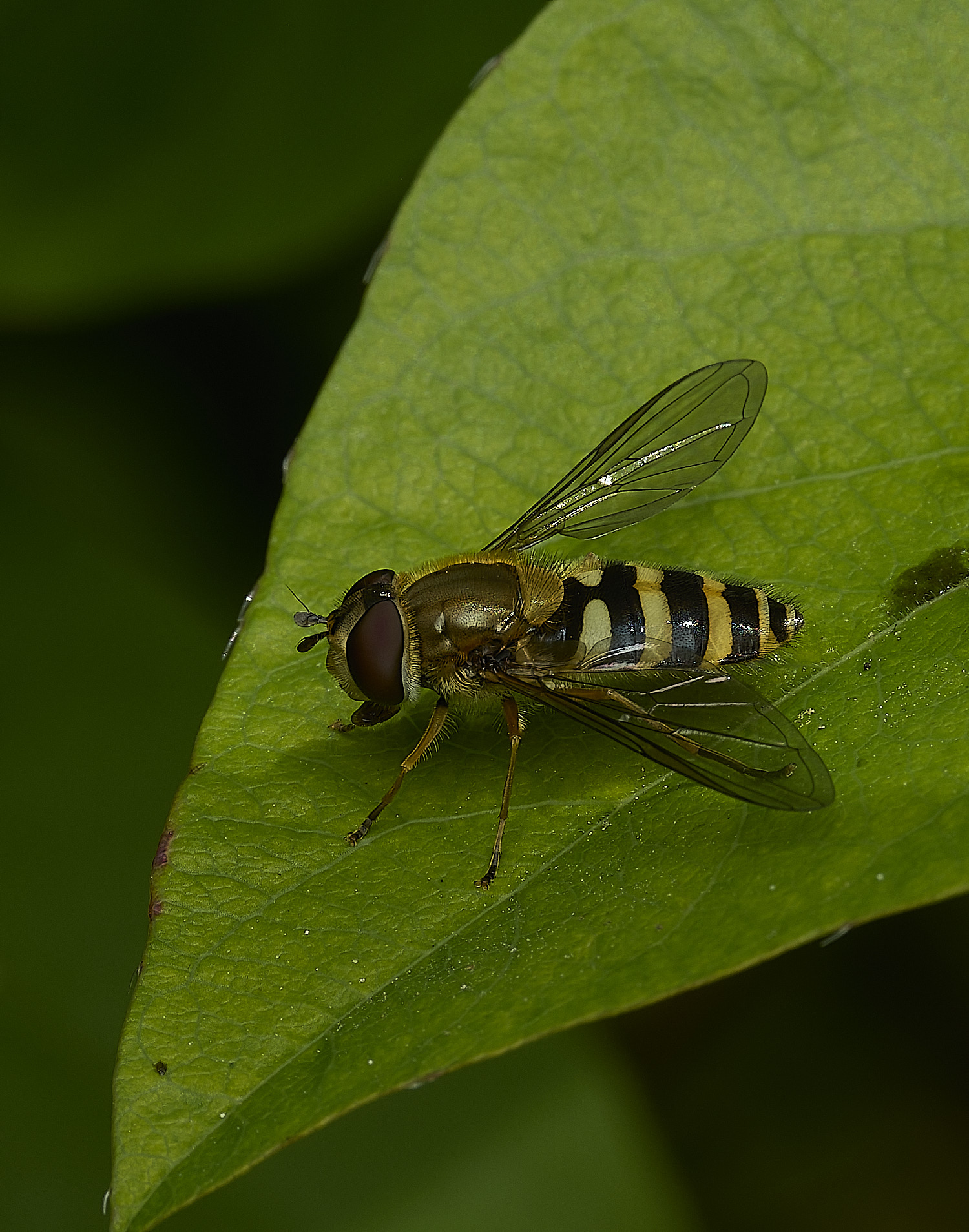 HanworthSyrphus260426-1