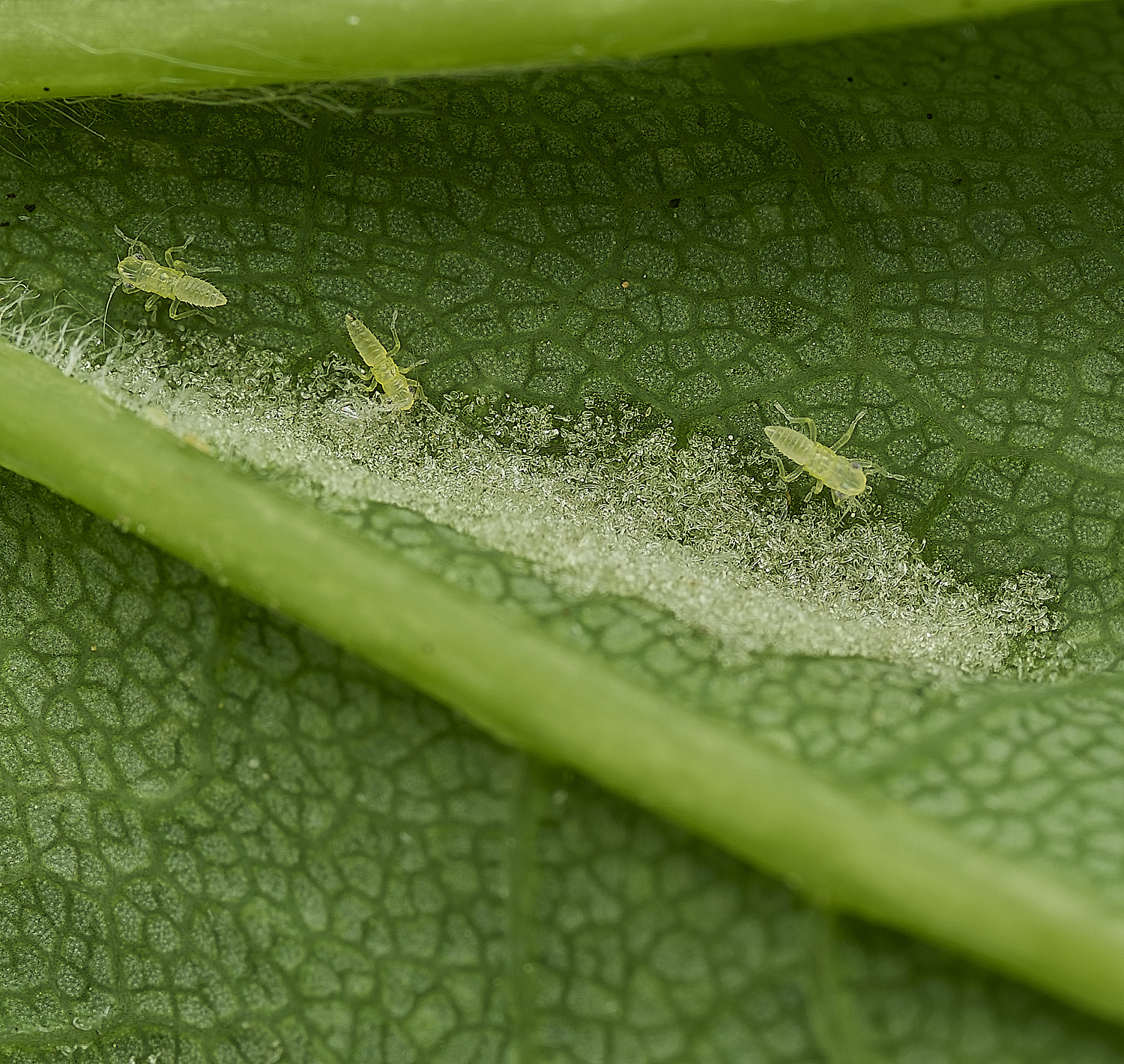 HanworthThrips160526-1