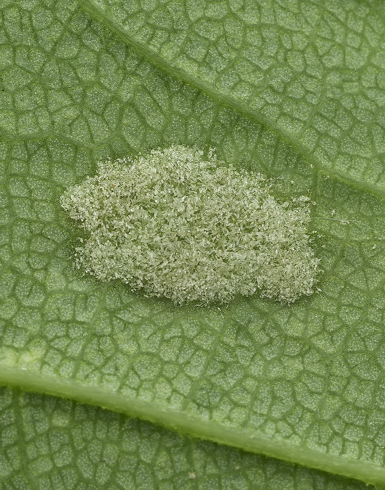 HanworthThrips160526-2 1