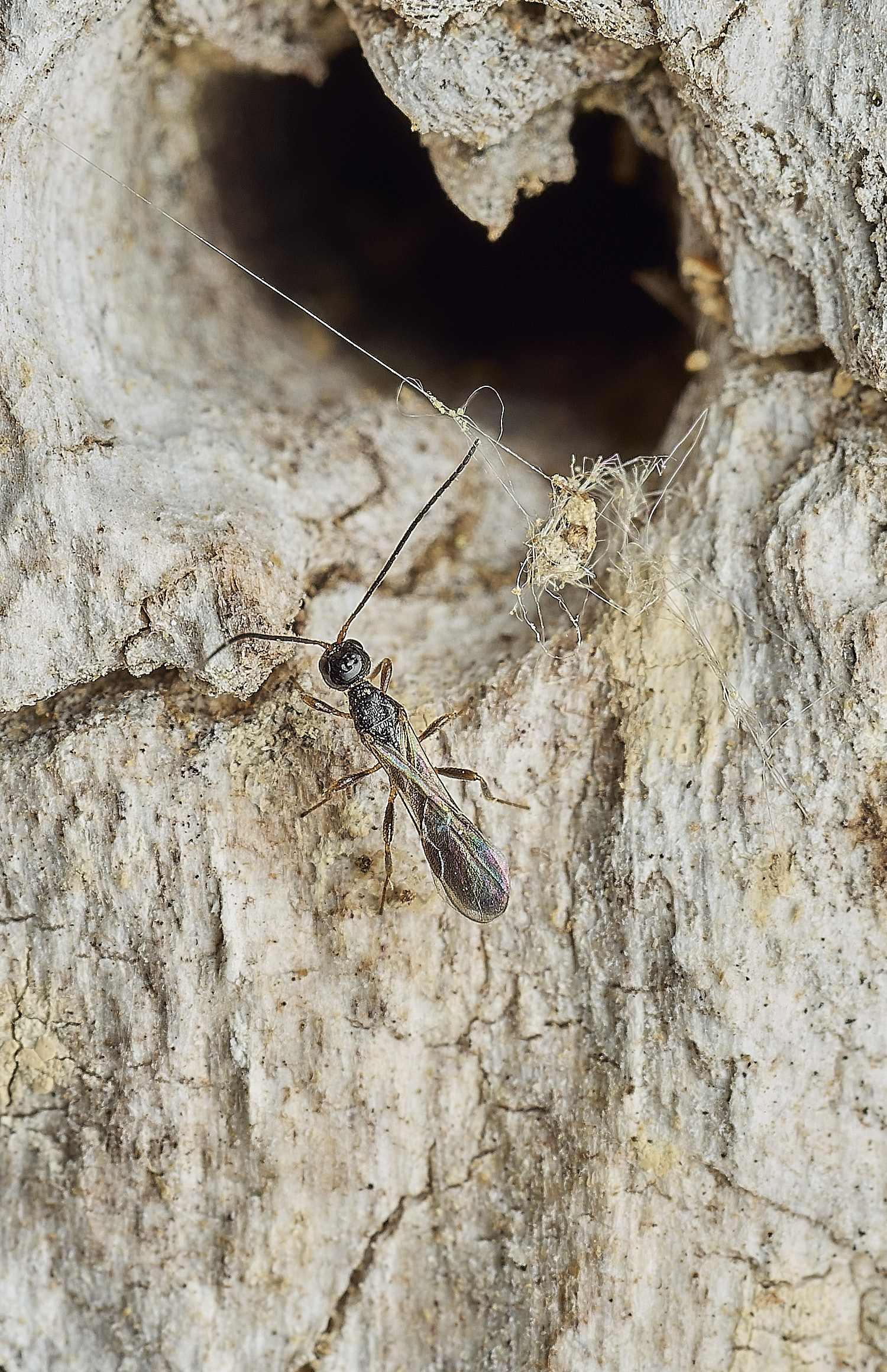 HanworthTinyWasp290526-1