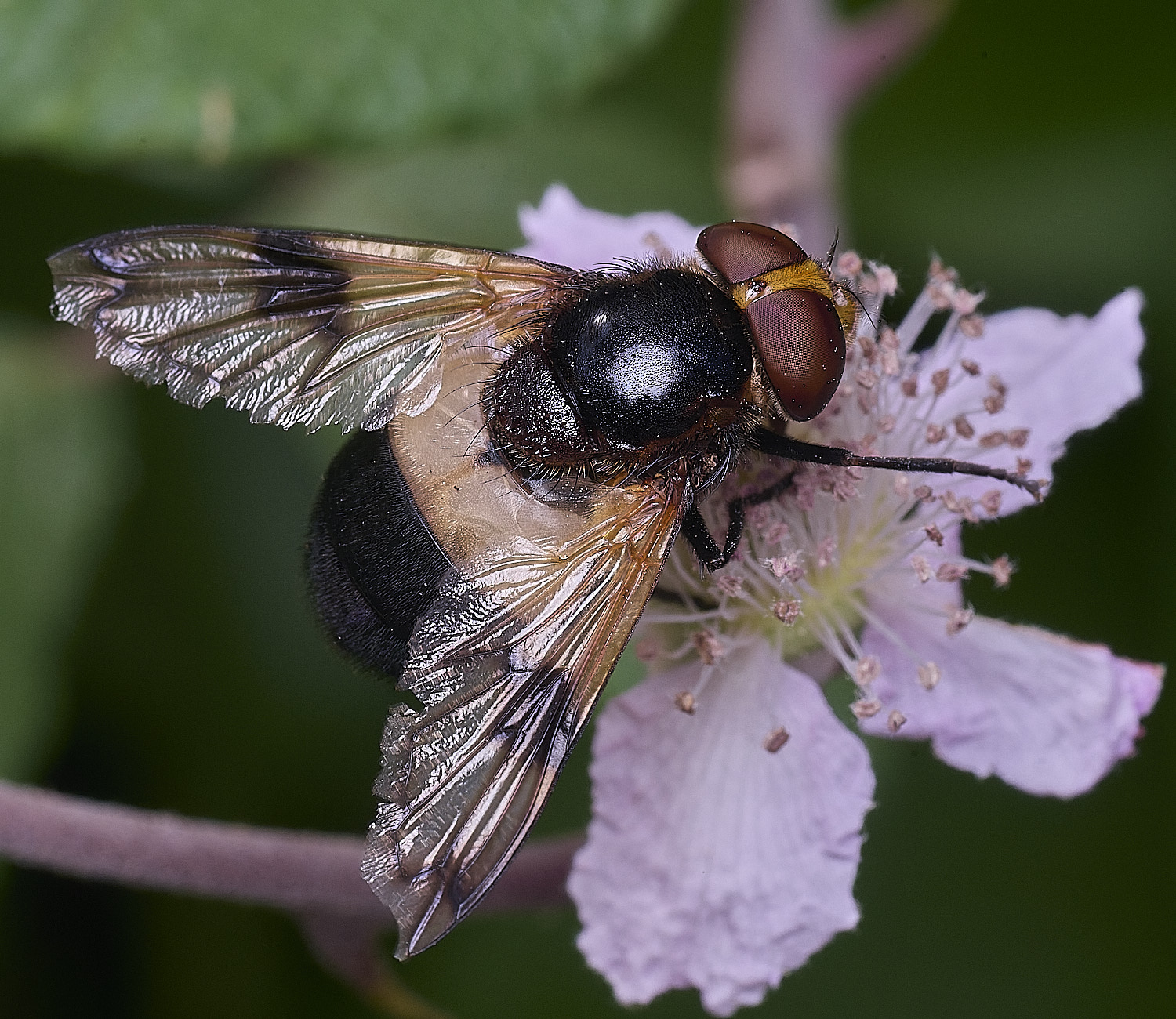 HanworthVpellucens240627-1