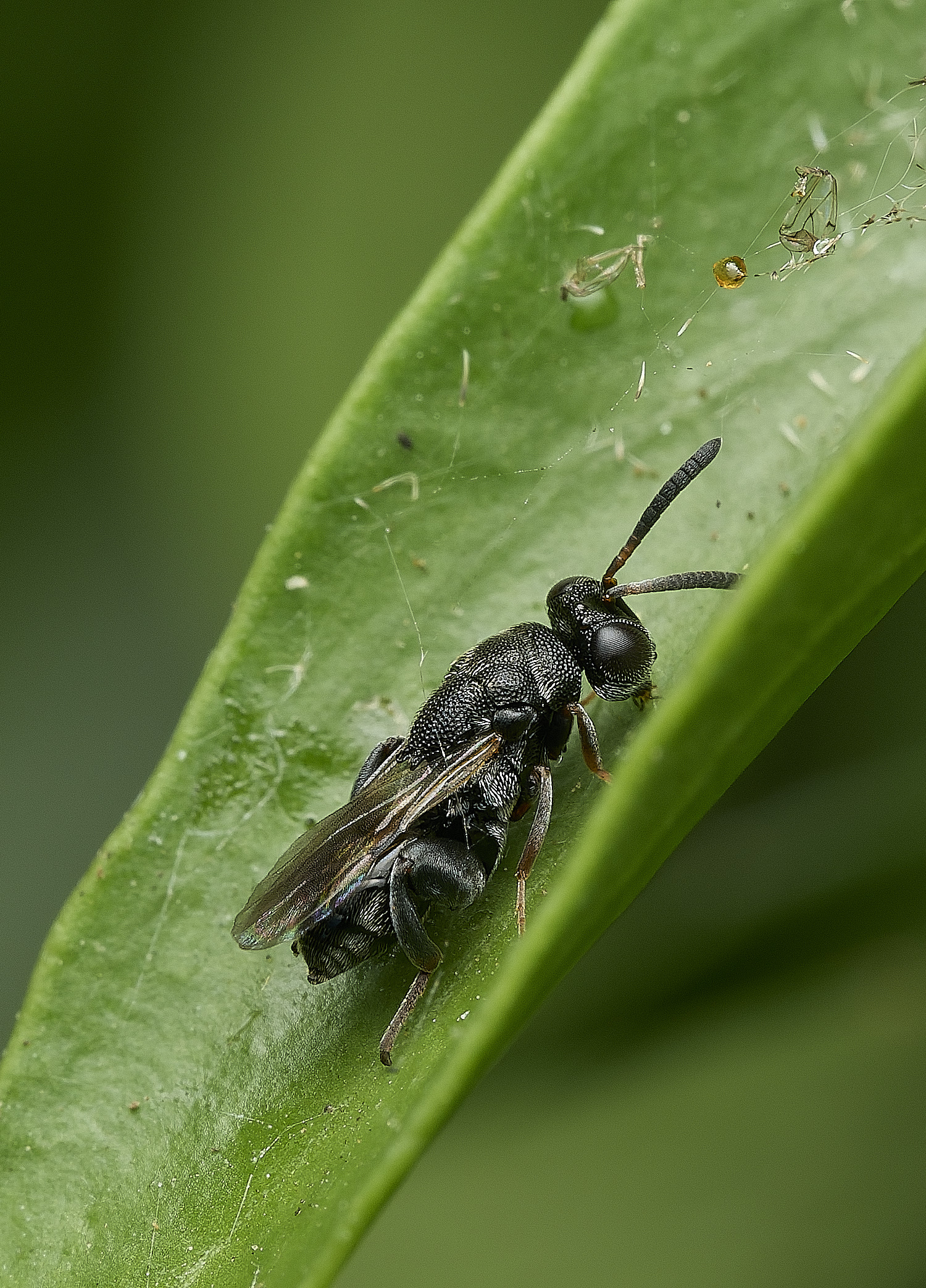 HanworthWasp200726-2